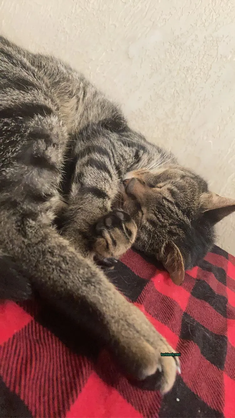 Siyah beyaz kedi kırmızı desenli bir battaniğe sarılmış.
