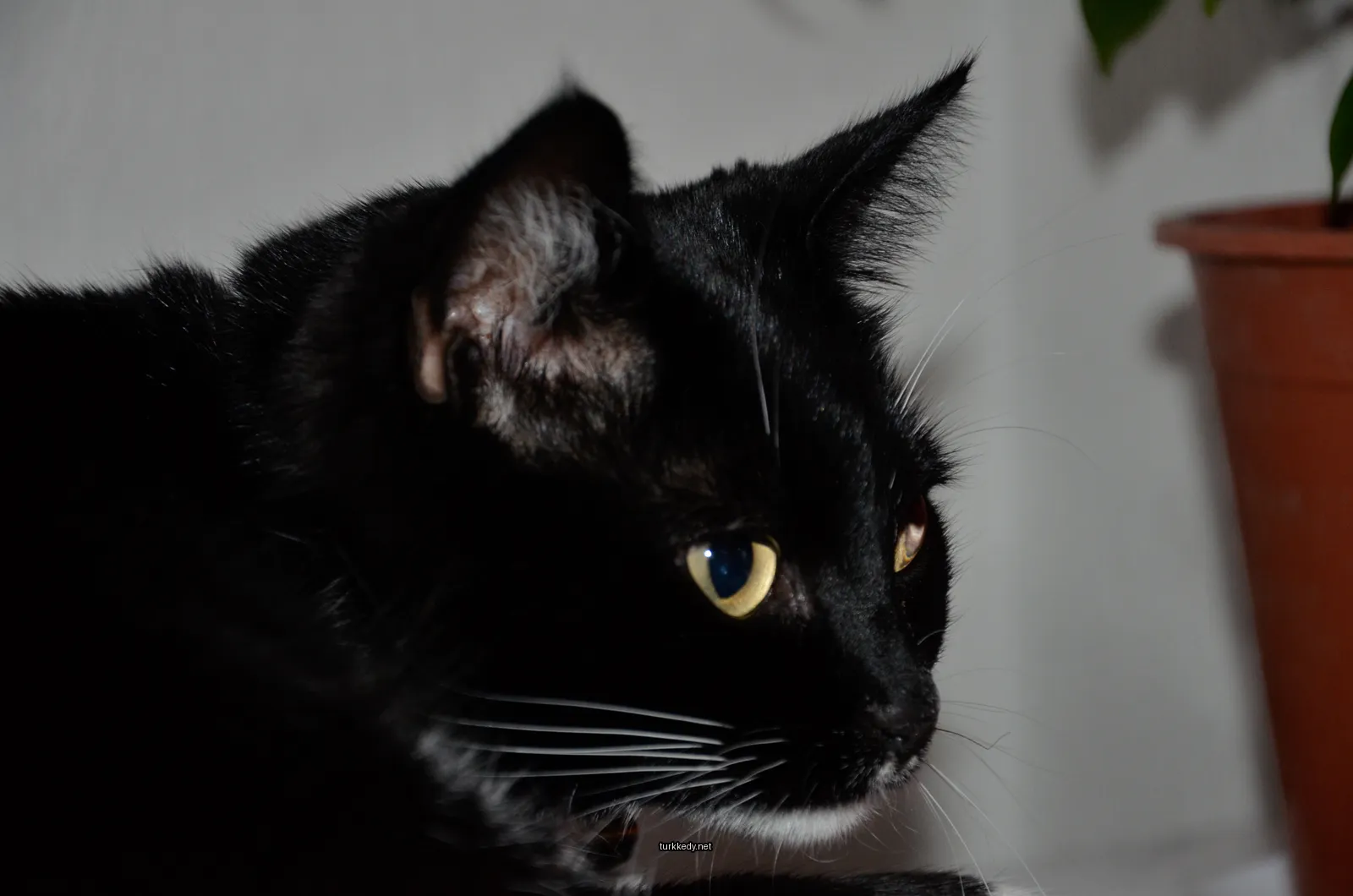 Siyah bir kedi, beyaz bir burnu ve sarı bir gözü var.