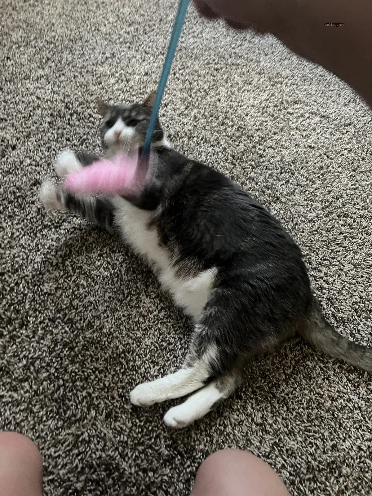 Gri ve beyaz bir kedi zeminde bir pink oyuncakla ağzında yatıyor.