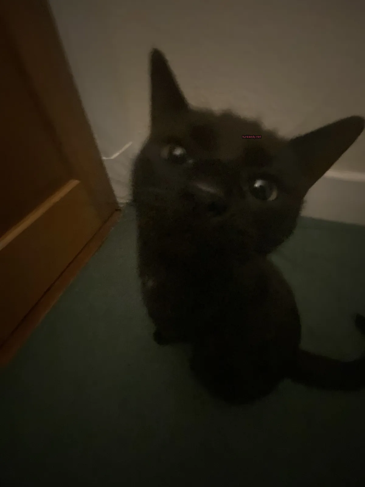 Siyah bir kedi yeşil bir halı üzerinde beyaz burun ve gözleri ile duruyor.