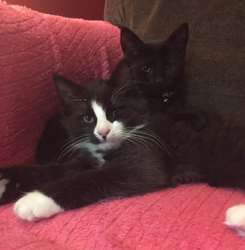 Siyah beyaz bir kedi, kırmızı bir kemerli olarak bir pink koltukta yatıyor.
