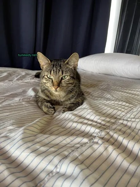 Bir çerçevesiz beyaz yastıkta bir şeritli kedi yatar pozisyonda oturuyor.