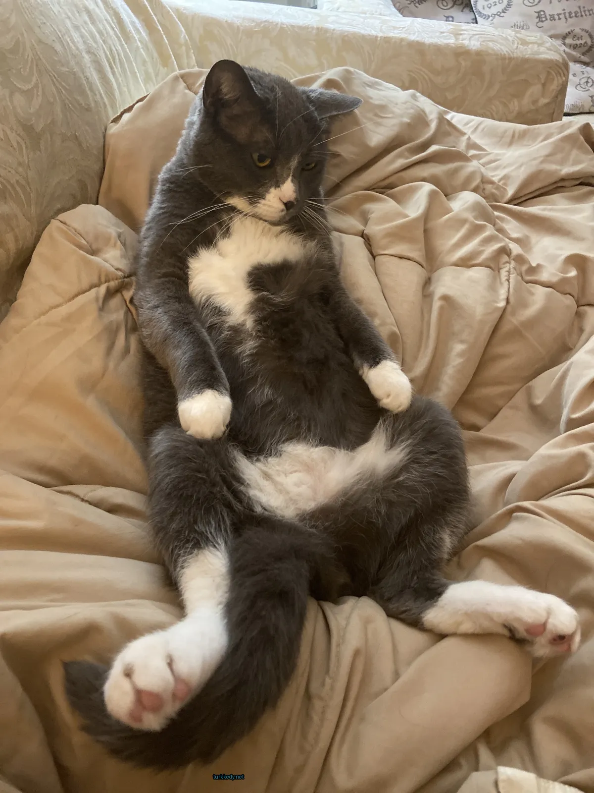Gri ve beyaz bir kedi yatağın üzerinde ayaklarını açmış bir şekilde oturuyor.