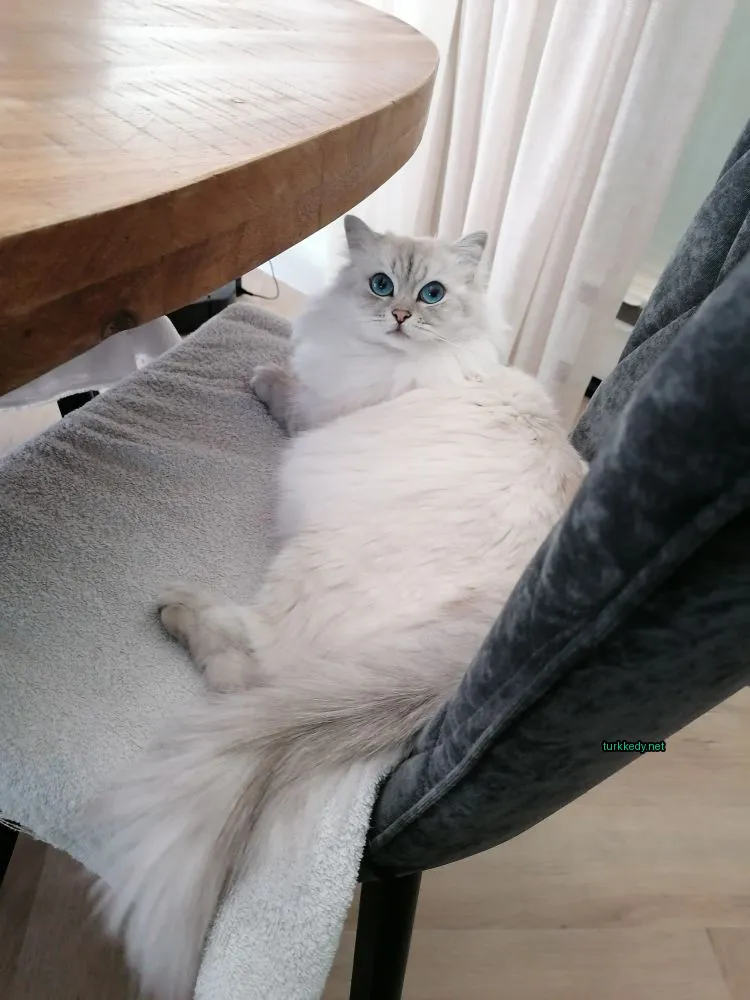 Beyaz bir kedi mavi gözleriyle bir koltukta yatıyor.