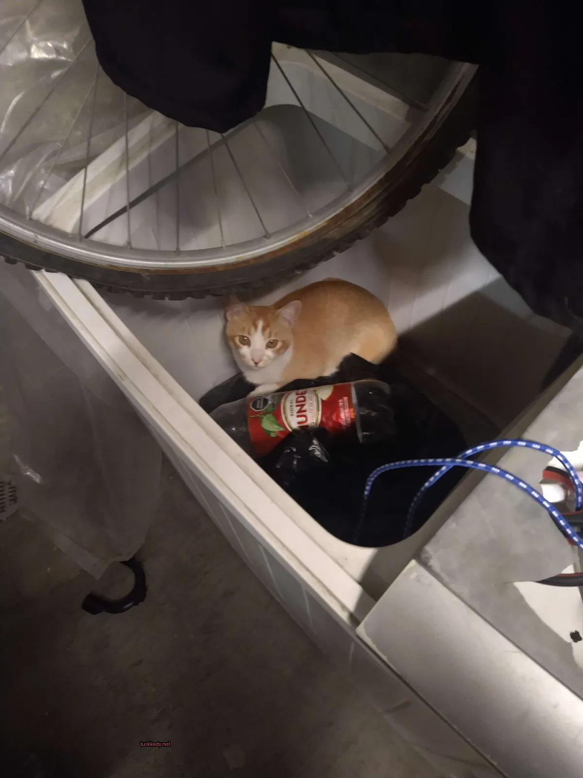 Koyu ve beyaz bir püskürtüye sahip bir kedi bir çamaşır sepetinde oturuyor.