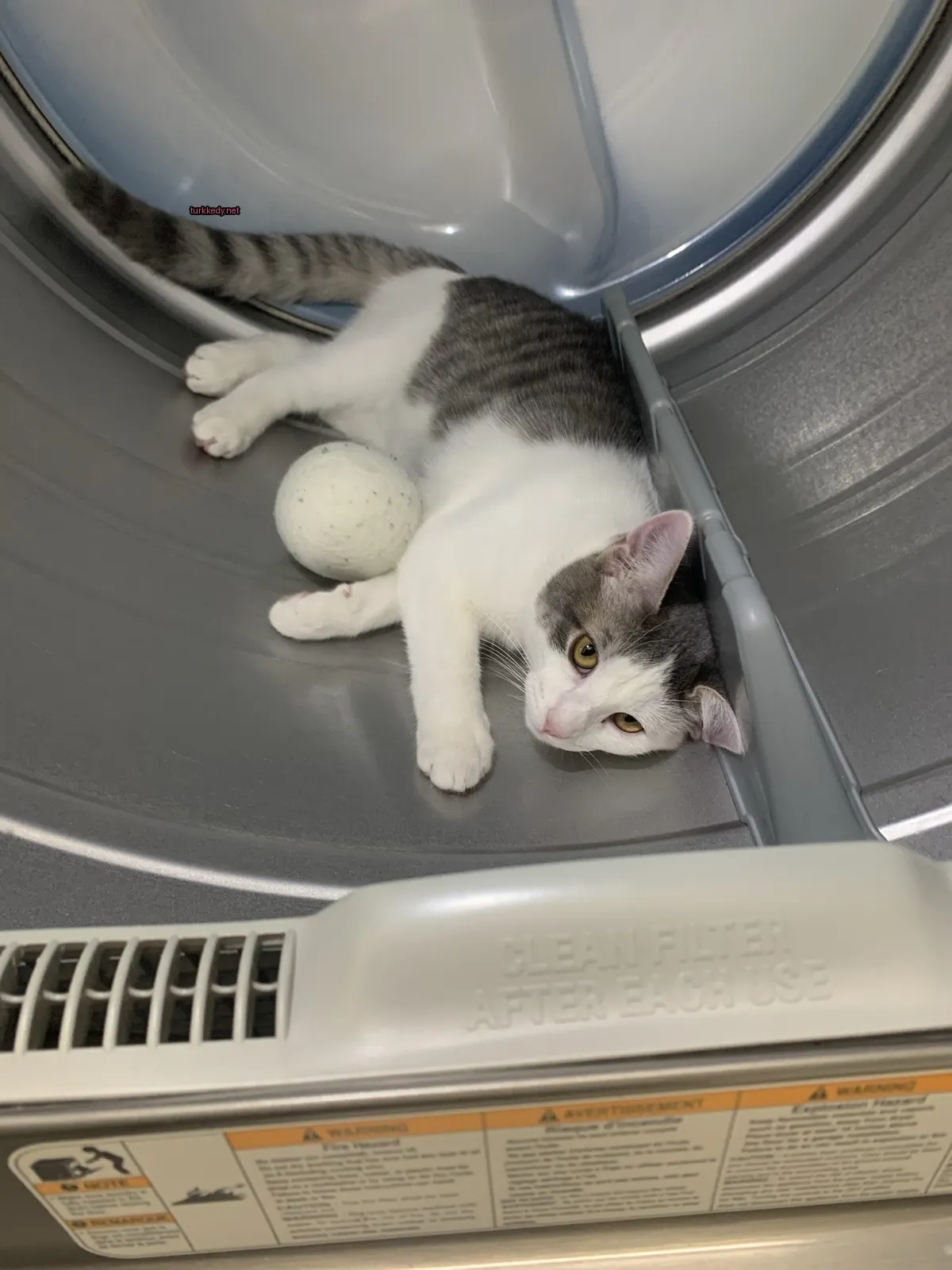 Beyaz ve gri bir kedi bir kurutma makinesinde yatıyor.