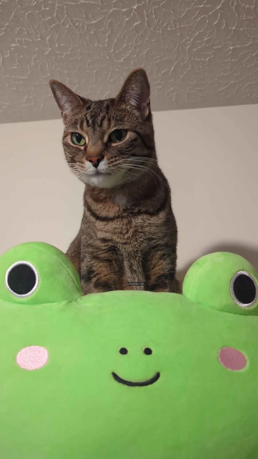 Yeşil bir kertenkele üzerinde oturan bir kedi.
