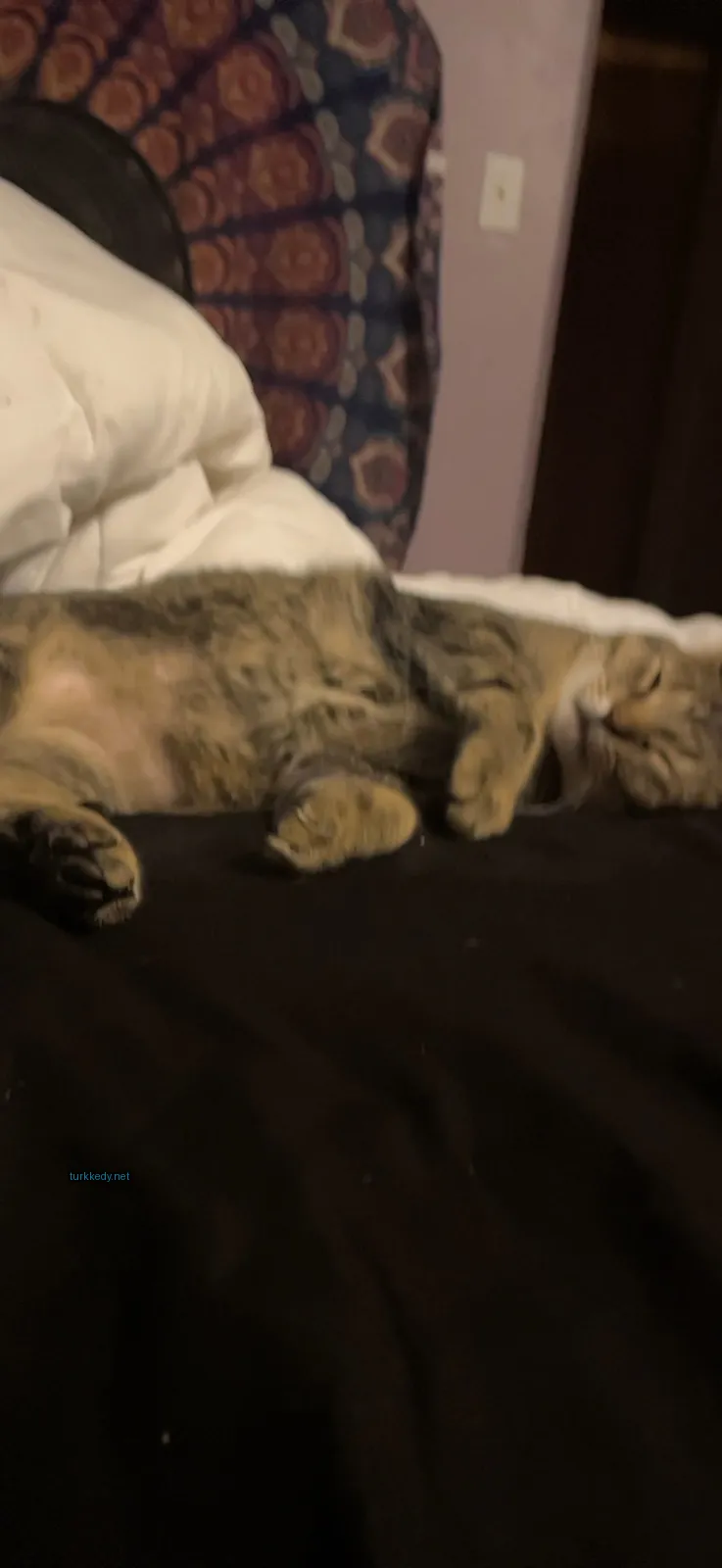 Kara ve siyah bir kedi siyah bir bez üzerinde yatıyor.