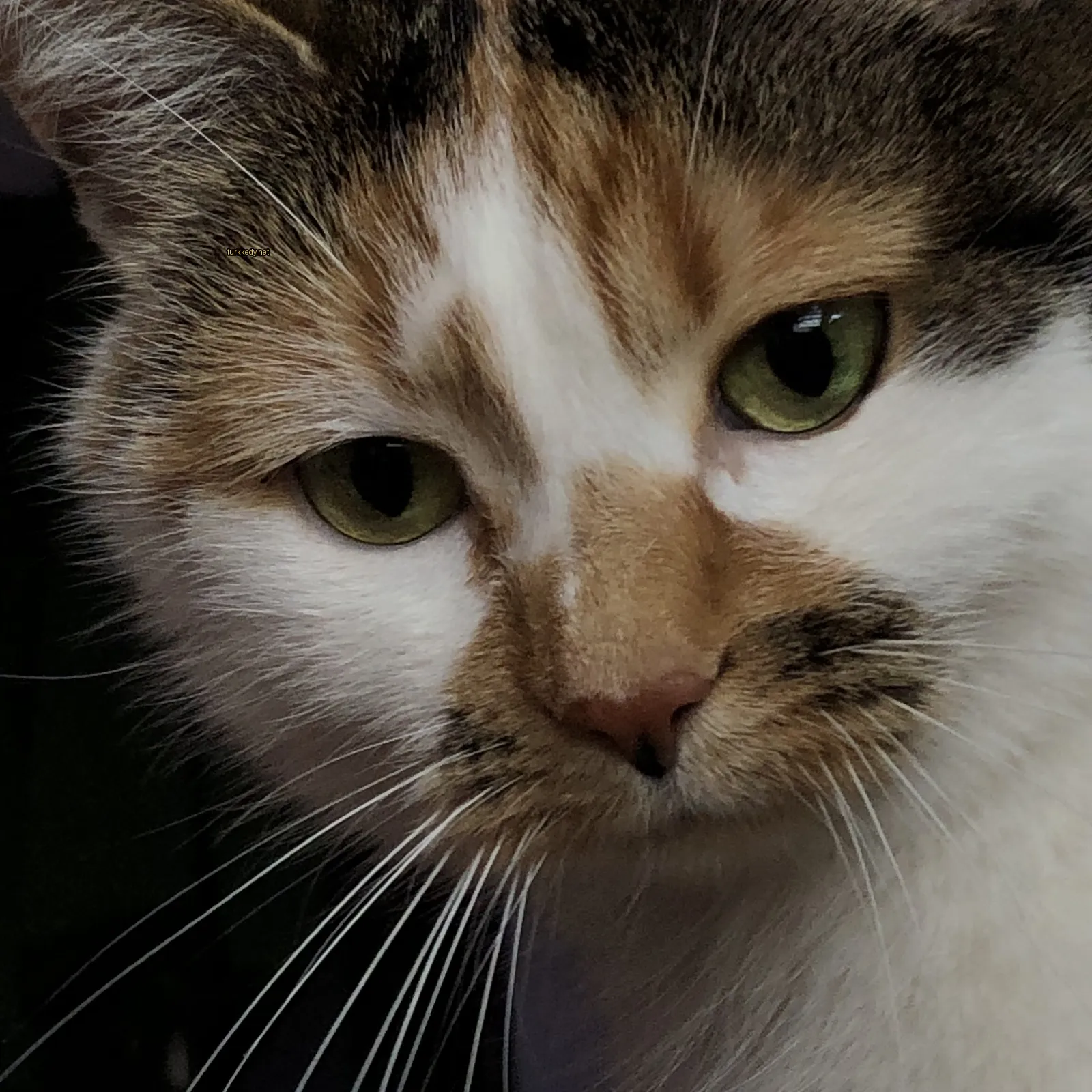 Beyaz ve kahverengi desenli bir kedi kameralara bakıyor.