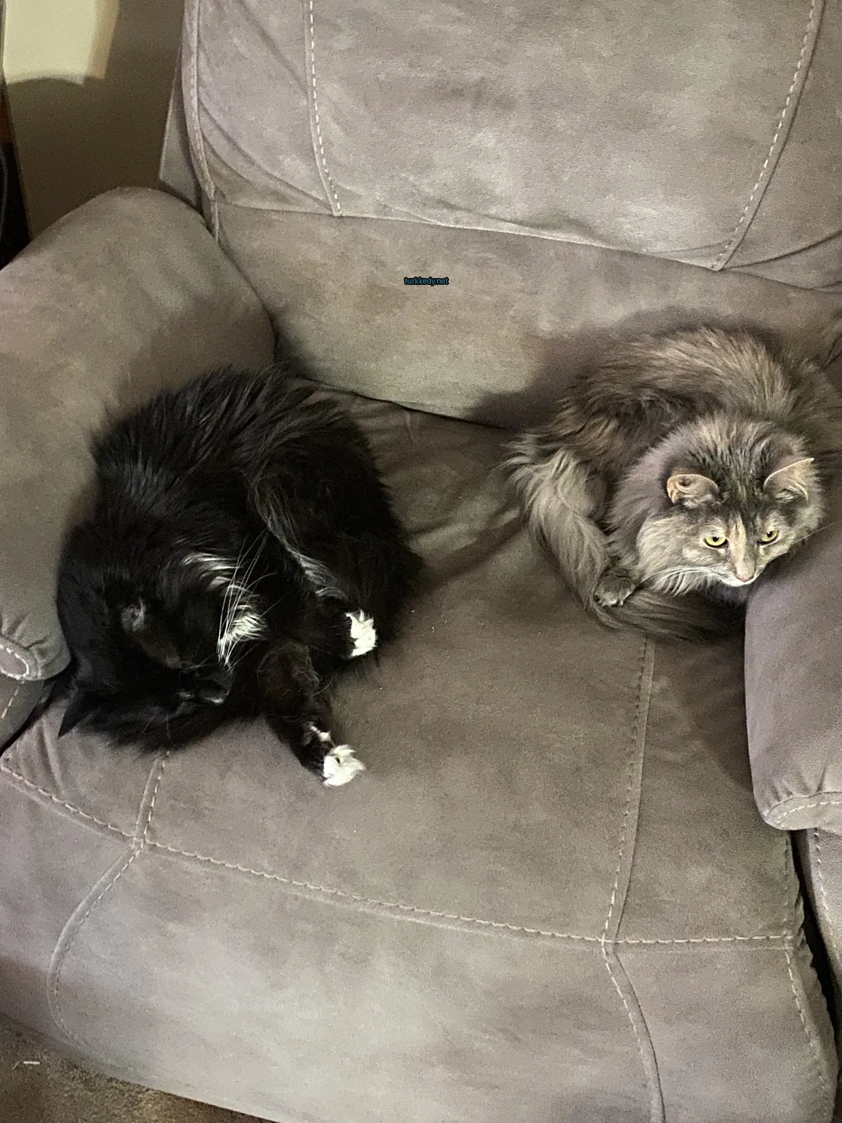 Siyah ve beyaz bir kedi gri bir sofa üzerinde yatıyor.