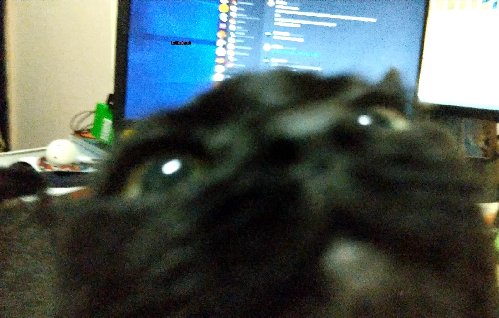 Siyah bir kedi mavi gözleri ile kameralara bakıyor.