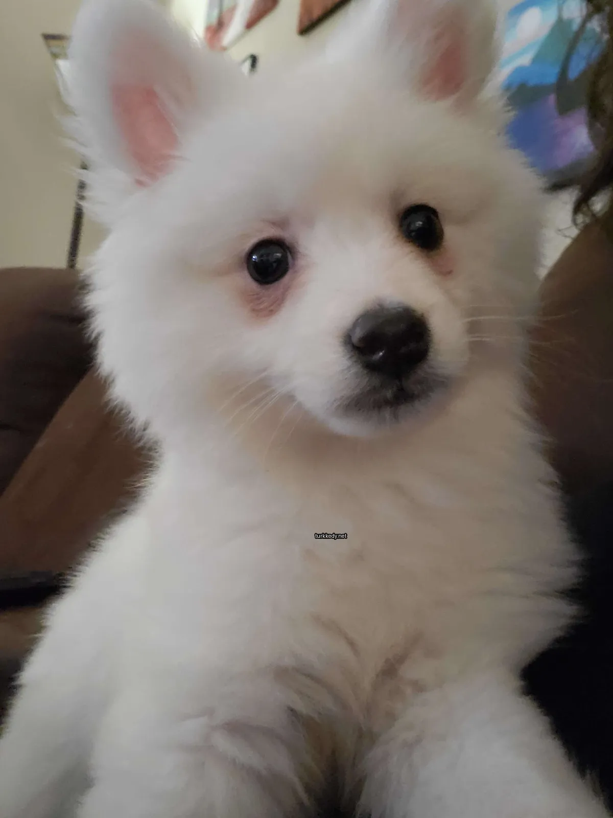 Beyaz bir köpek yavrusu bir sofa üzerinde oturuyor.