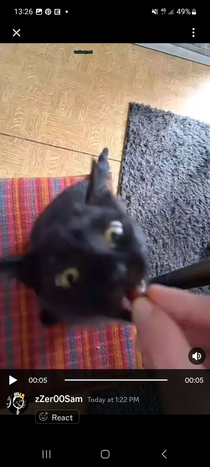 Siyah bir kedi, bir kişi tarafından verilen bir ödülü izlerken bir halı üzerinde beyaz bir çeneli sarı gözlü bir pozisyonda oturuyor.