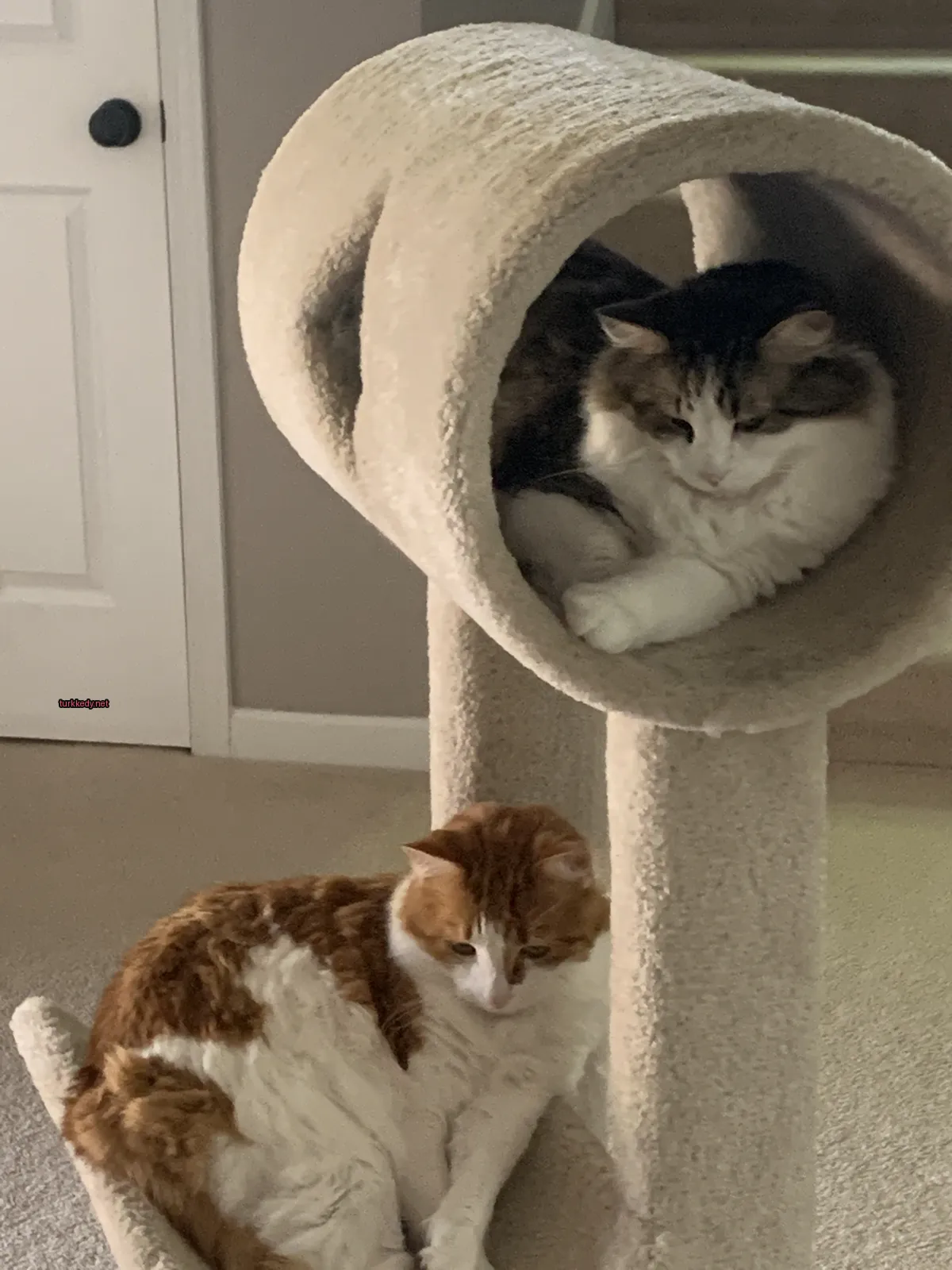 Beyaz yüzü ve krem rengi vücutlu bir kedi, bir kedi ağacında oturuyor.