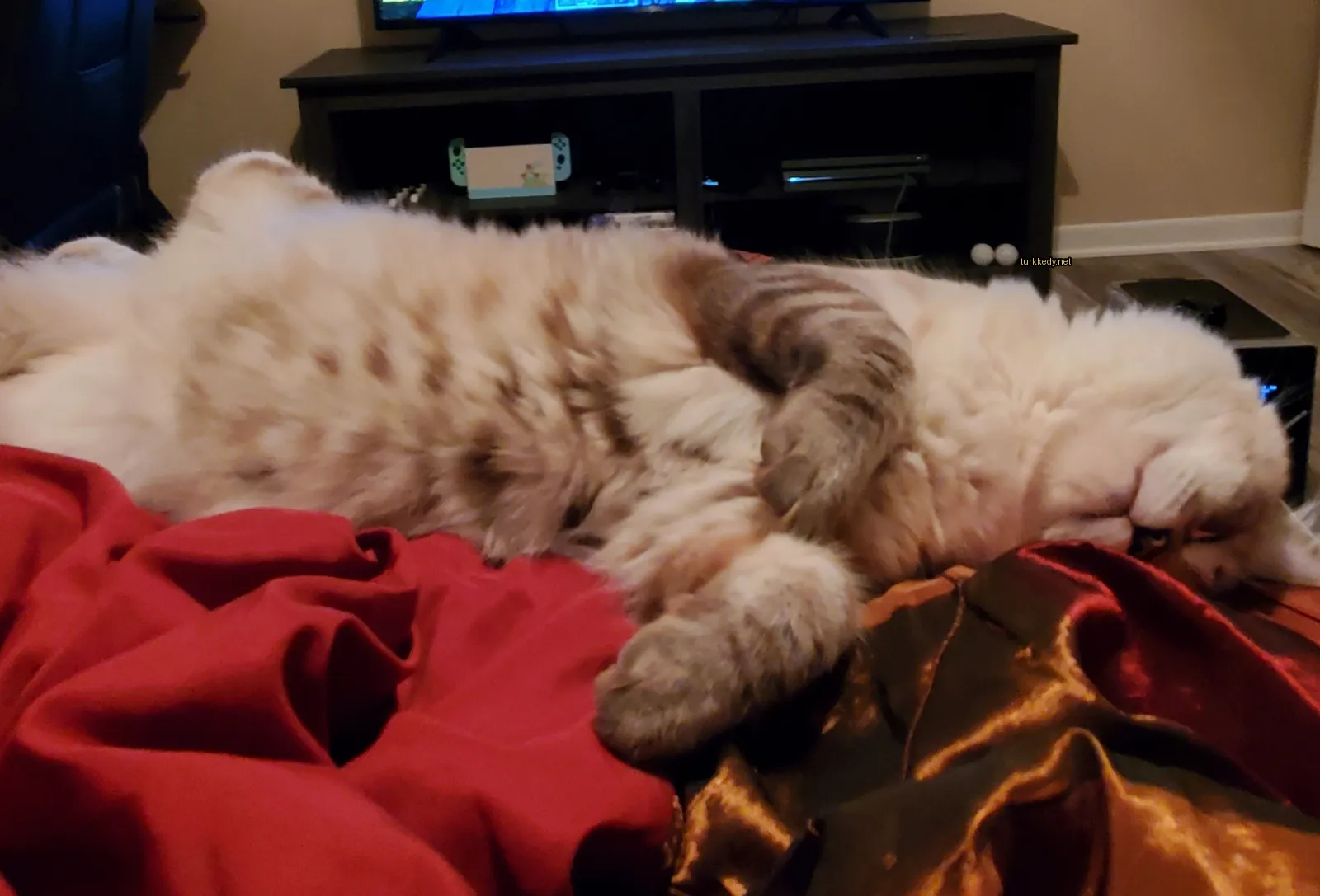 Kırmızı bir bez üzerinde beyaz ve kahverengi desenli bir kedi televizyonun önünde yatıyor.