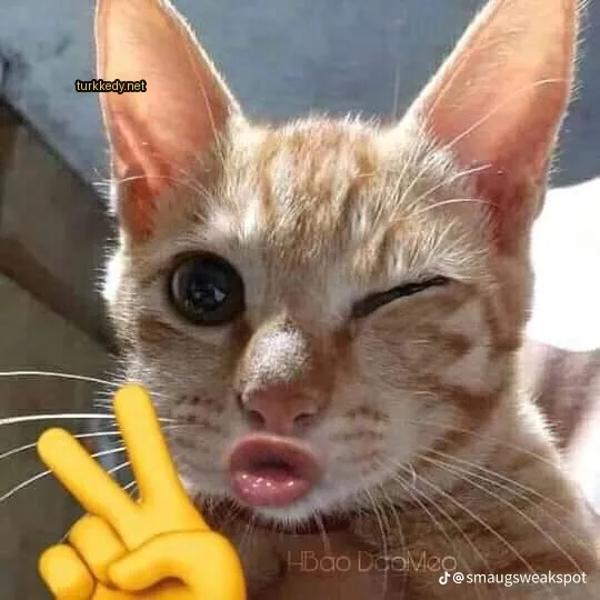 Barış işareti yüzünde bir kedi.