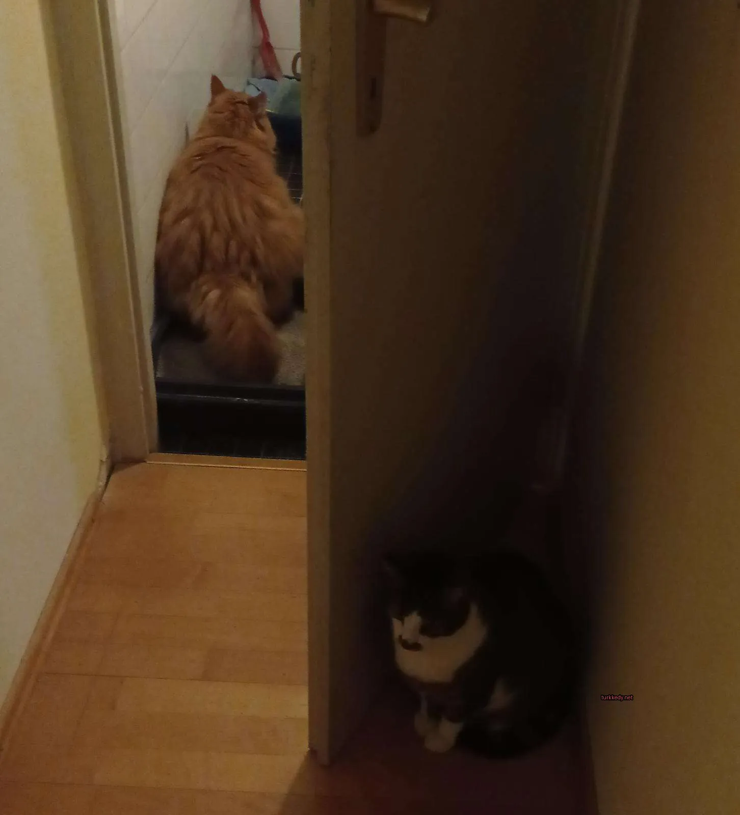 Siyah ve beyaz bir püskürtüye sahip bir kedi ahşap zeminde oturuyor.