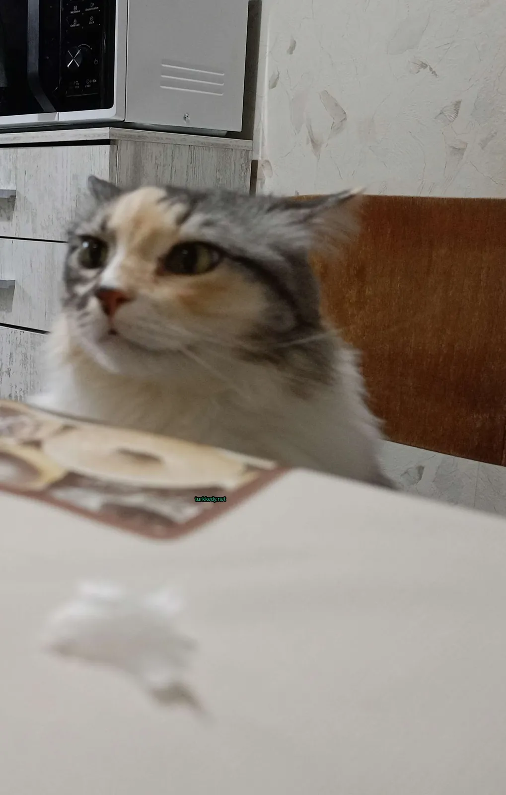 Beyaz ve kahverengi tüylerden oluşan bir kedi masa üzerinde oturuyor.