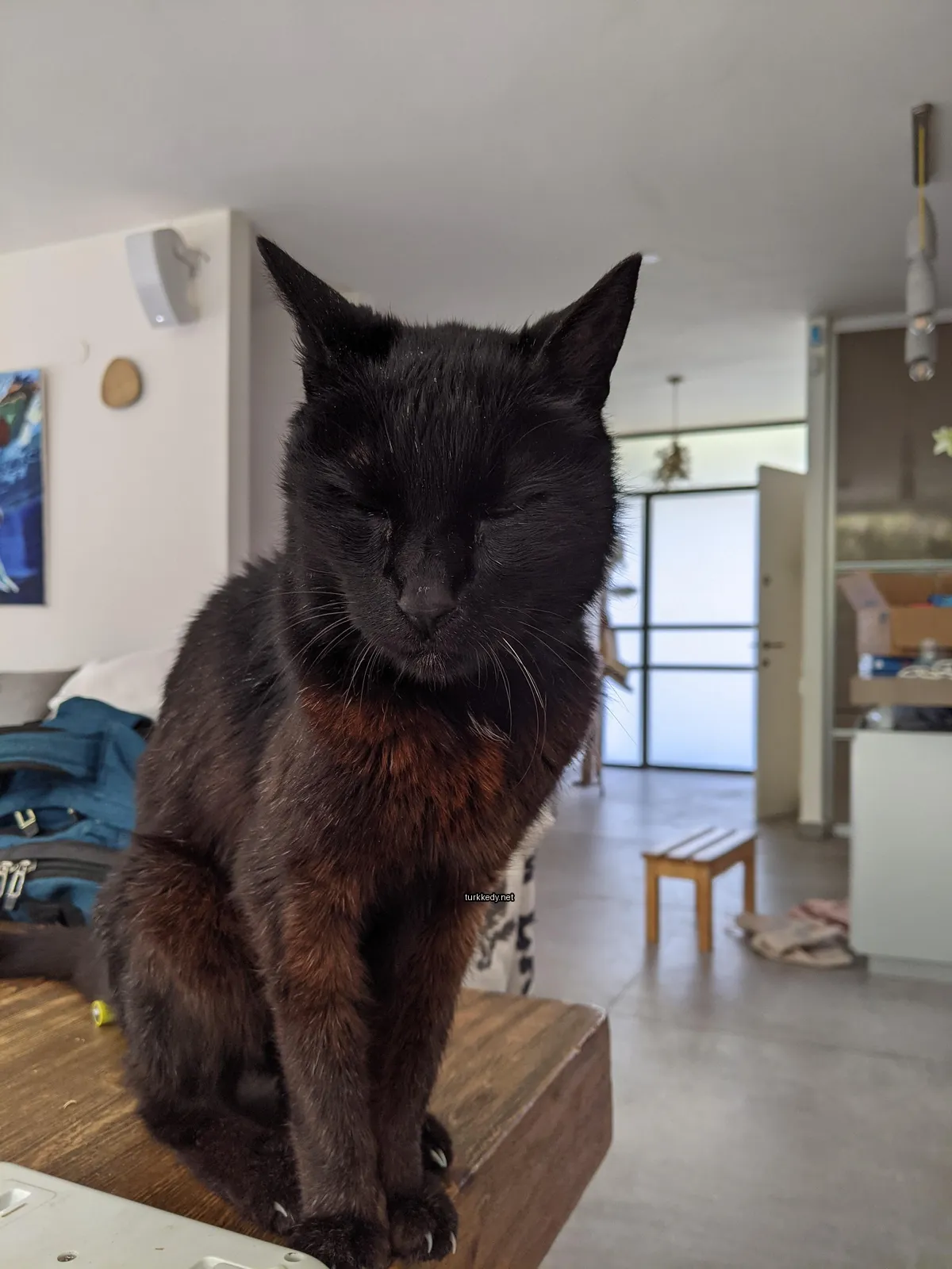 Siyah bir kedi, kahverengi ve beyaz desenli, bir masa üzerinde oturuyor.