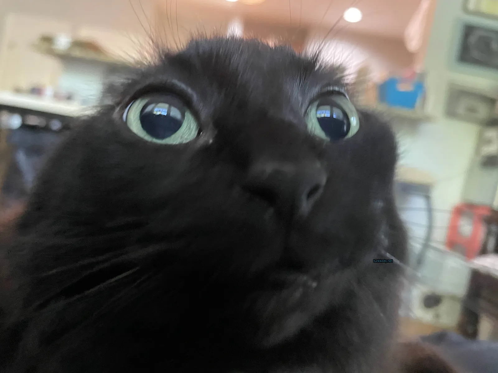 Siyah bir kedi beyaz burun ve gözlerle yukarı bakıyor.