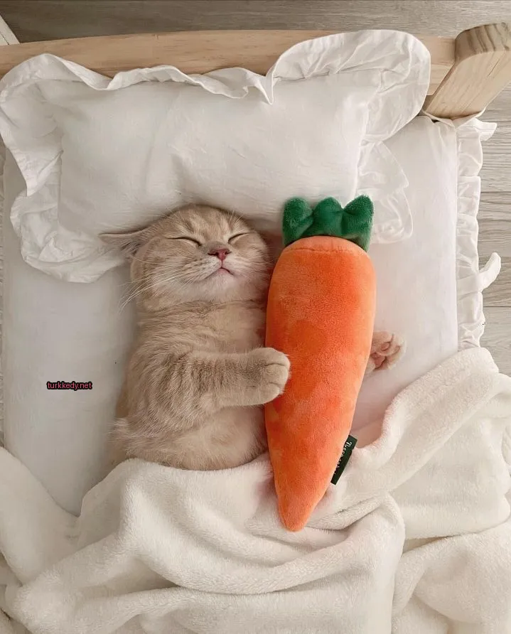Kara ve beyaz bir kedi yastığında bir bez havuçla uyuyor.
