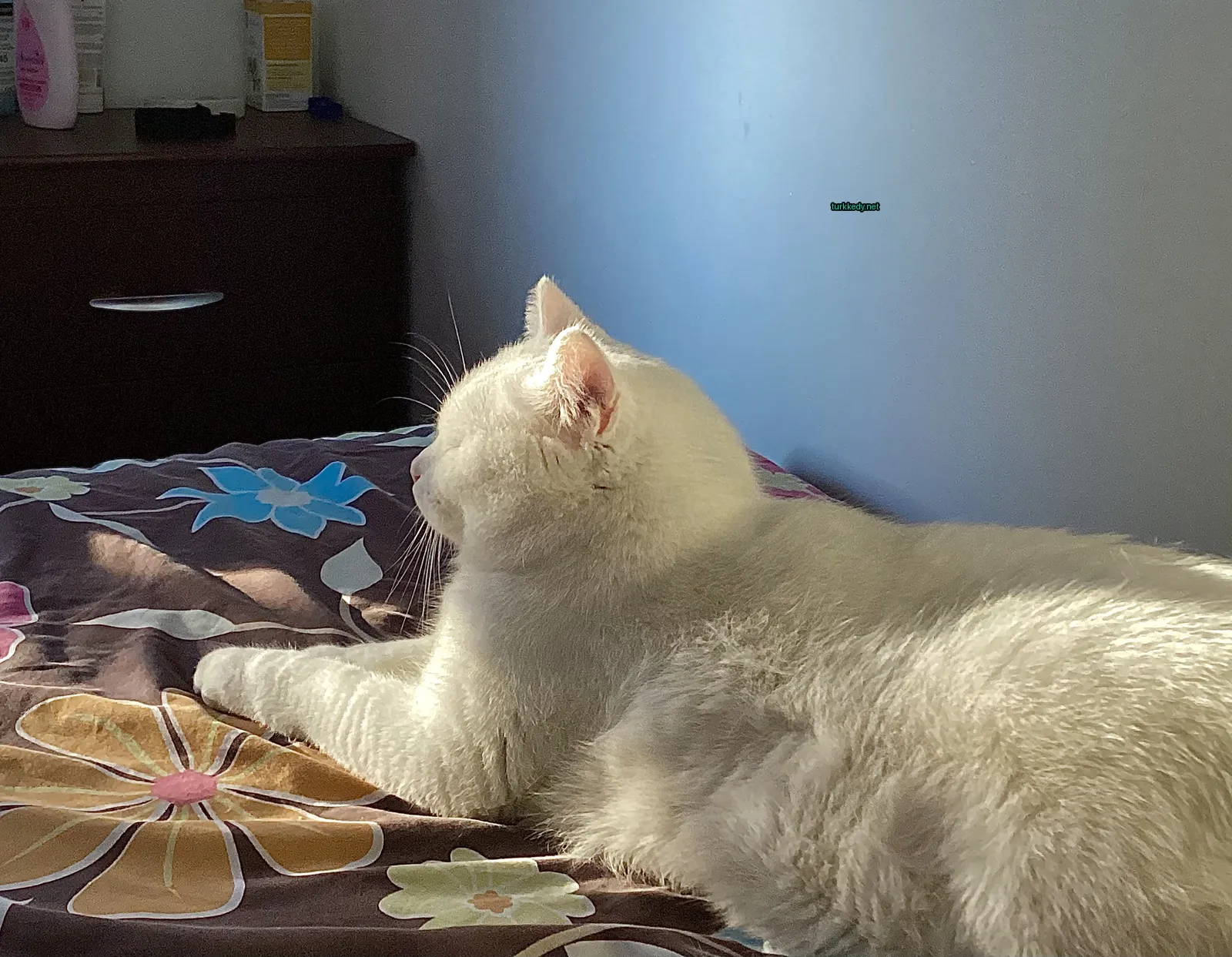 Beyaz bir kedi, kahverengi ve sarı bir battaniyeye sarılmış, bir yatakta yatıyor.