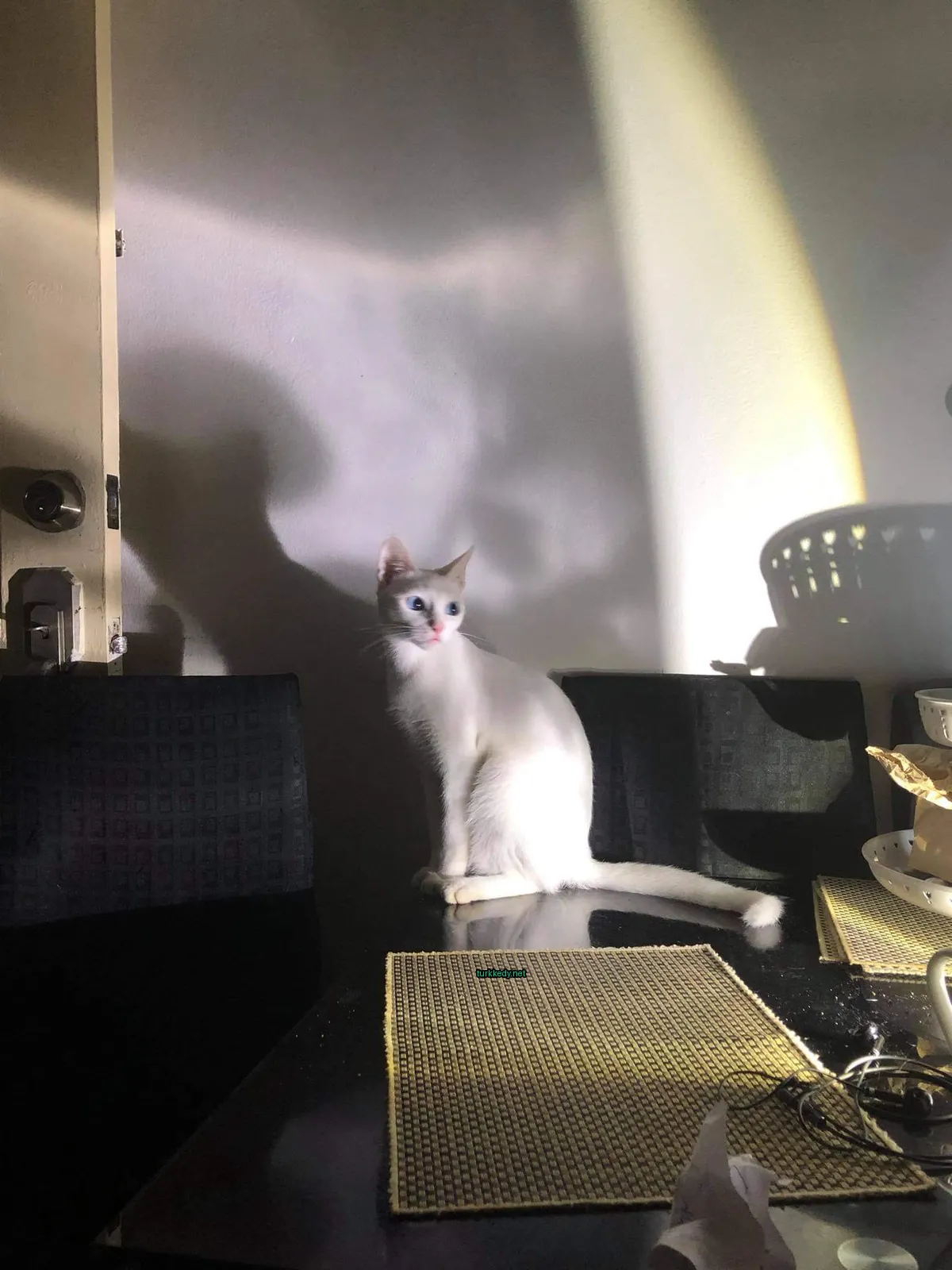 Beyaz bir kedi mavi gözleri olan bir masa üzerinde oturuyor.