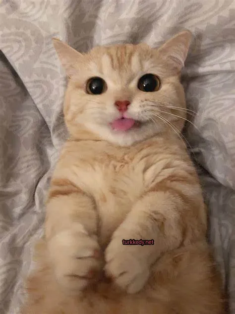 Kırmızı bir burun ve dilini dışarı çıkaran bir beyaz ve turuncu kedi.