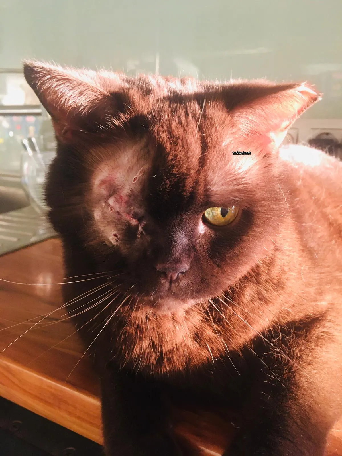 Kafasında beyaz bir leke olan kahverengi bir kedi bir masada oturuyor.