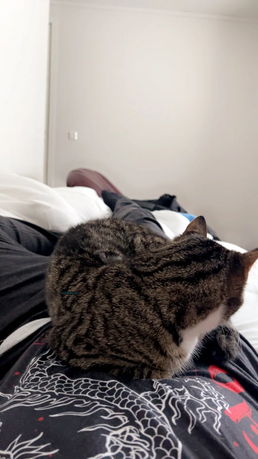 Bir çöpçü kedi bir yatan insana yan yatıyor.