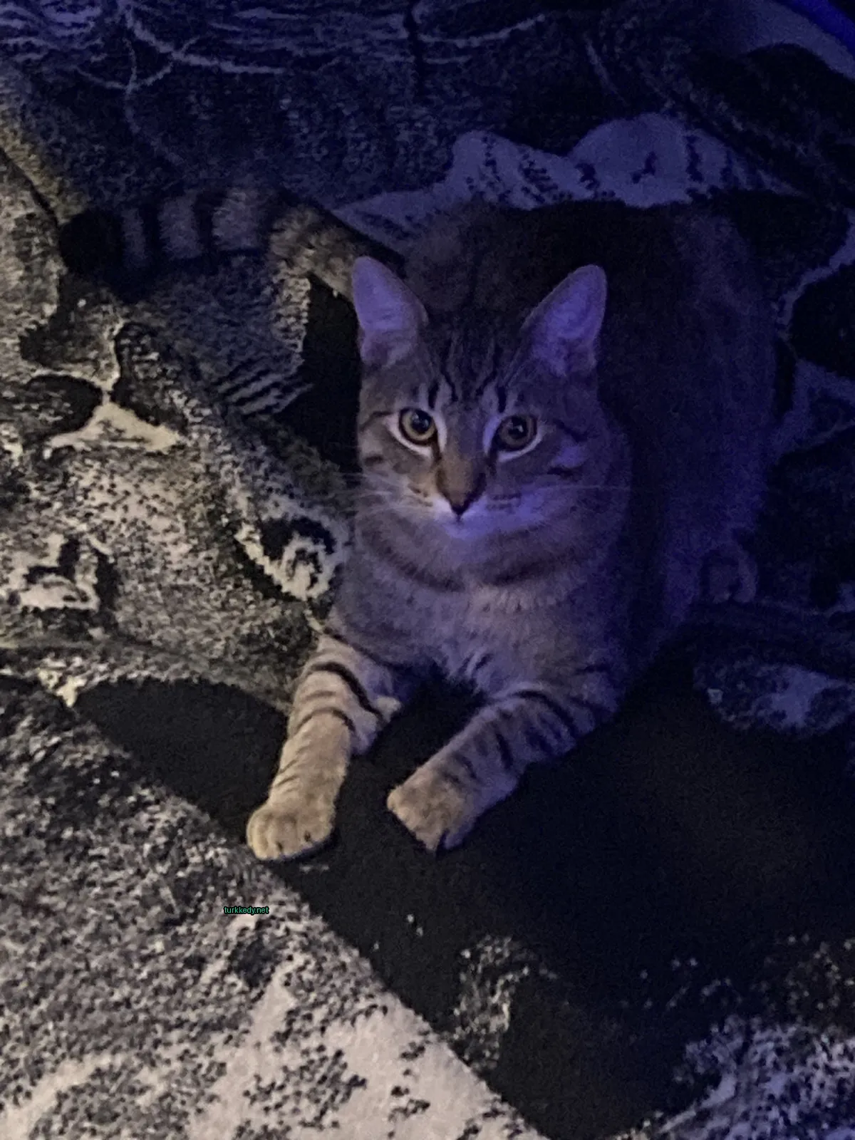 Bir gri ve beyaz kedi bir yastıkta yatıyor.