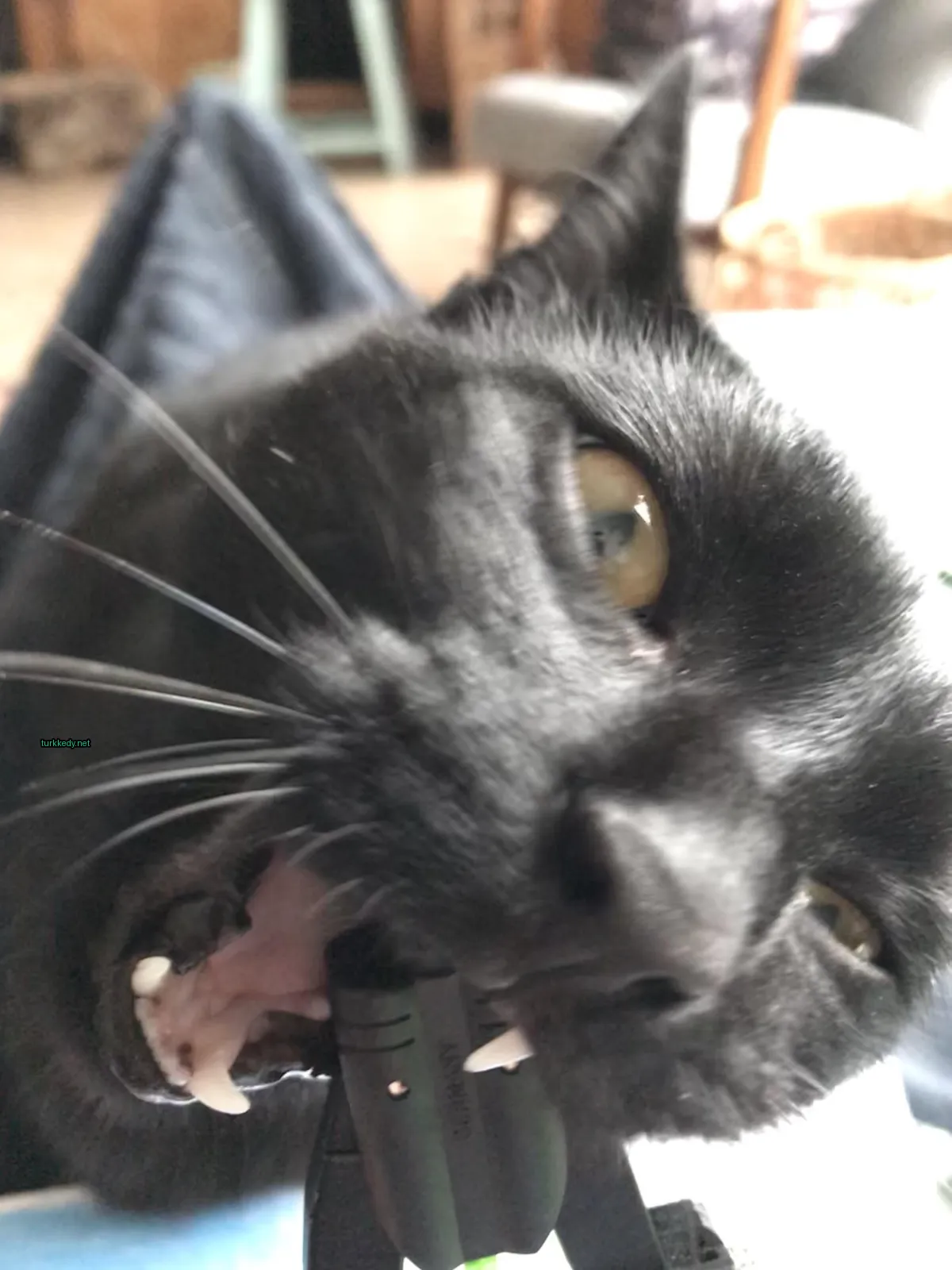 Siyah bir kedi, beyaz tırnakları ve ağzında yeşil bir etiketi var.