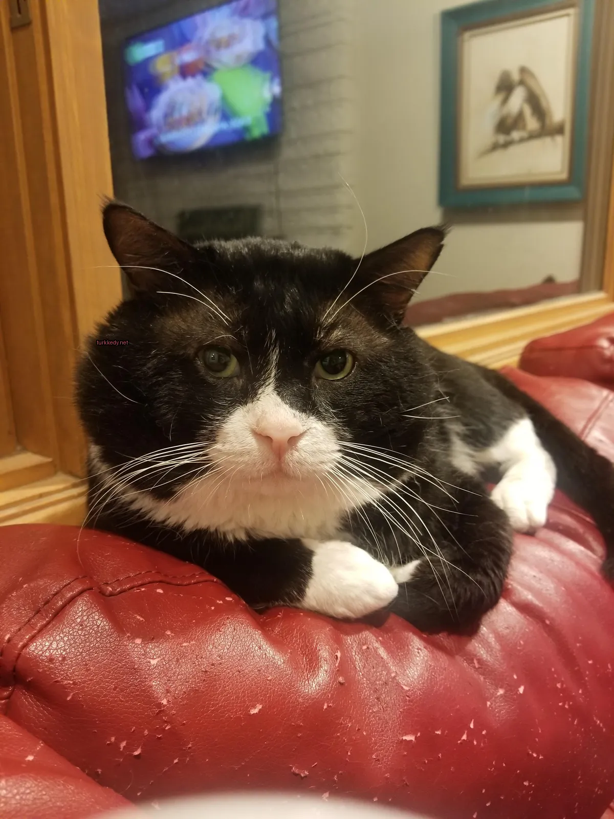 Siyah ve beyaz bir kedi kırmızı bir sofa üzerinde yatıyor.