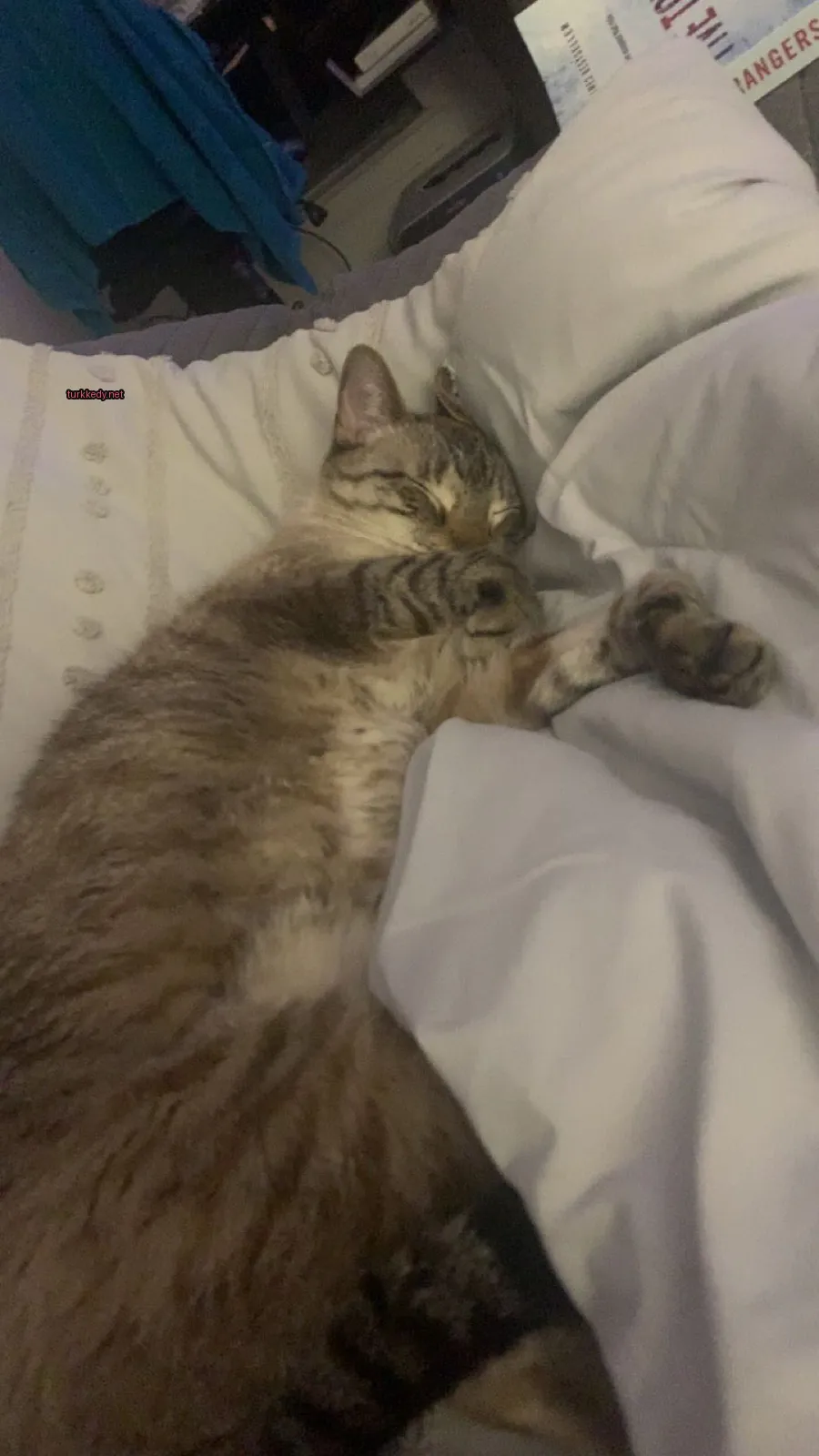 Bir kedi yatakta çizgili bir desene sahip yatıyor.