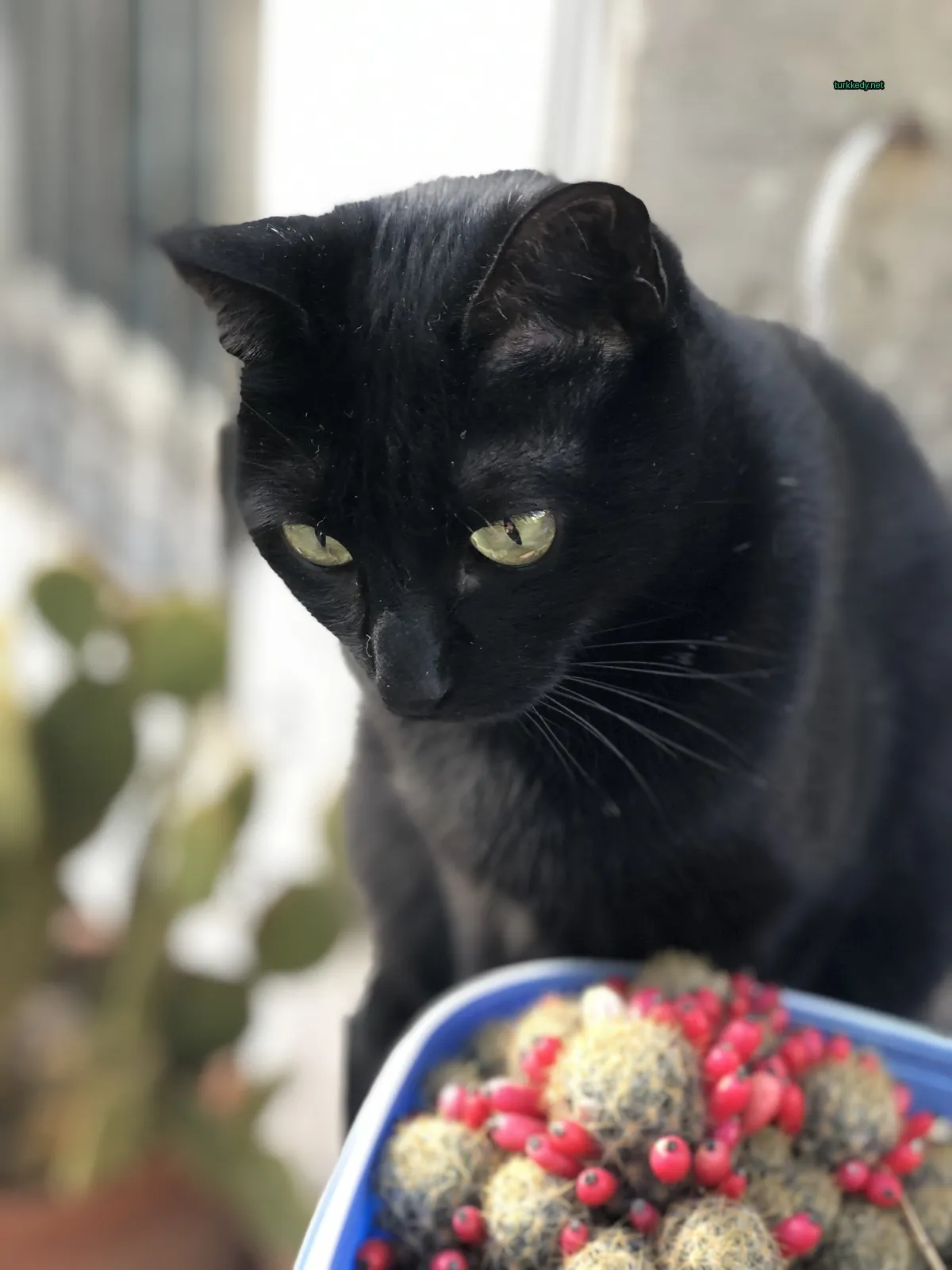 Siyah bir kedi, kırmızı bir tabakta kırmızı meyvelerle birlikte masa üzerinde beyaz bir burnuyla oturmaktadır.