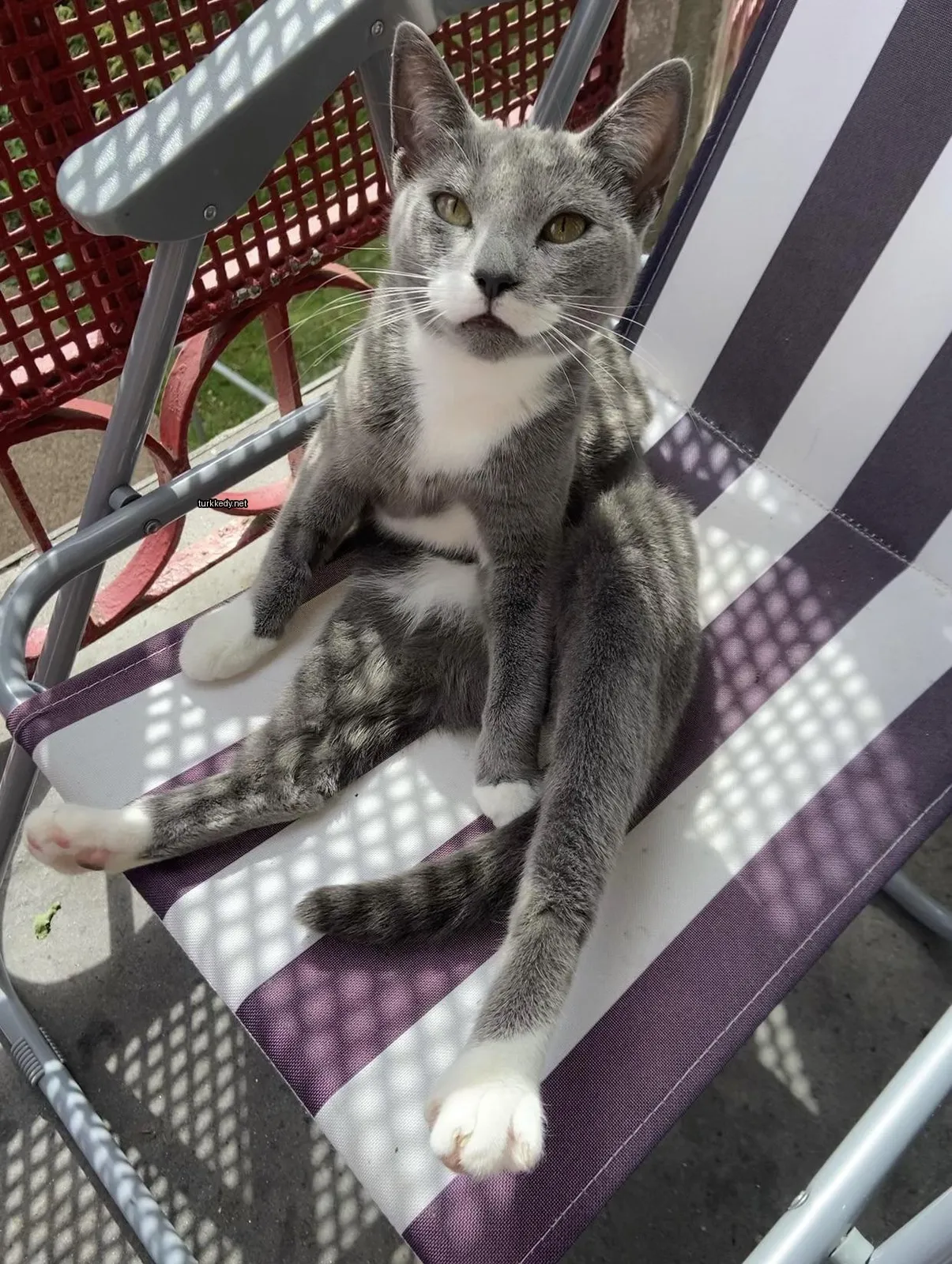 Gri ve beyaz bir kedi mavi ve beyaz damalı bir sandalyede oturuyor.