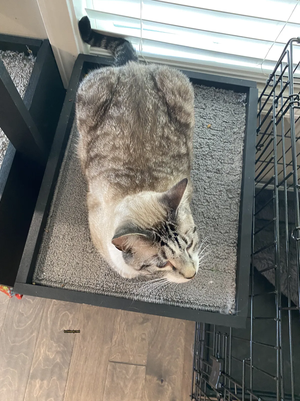 Beyaz ve gri bir kedi kedi yatağında oturuyor.