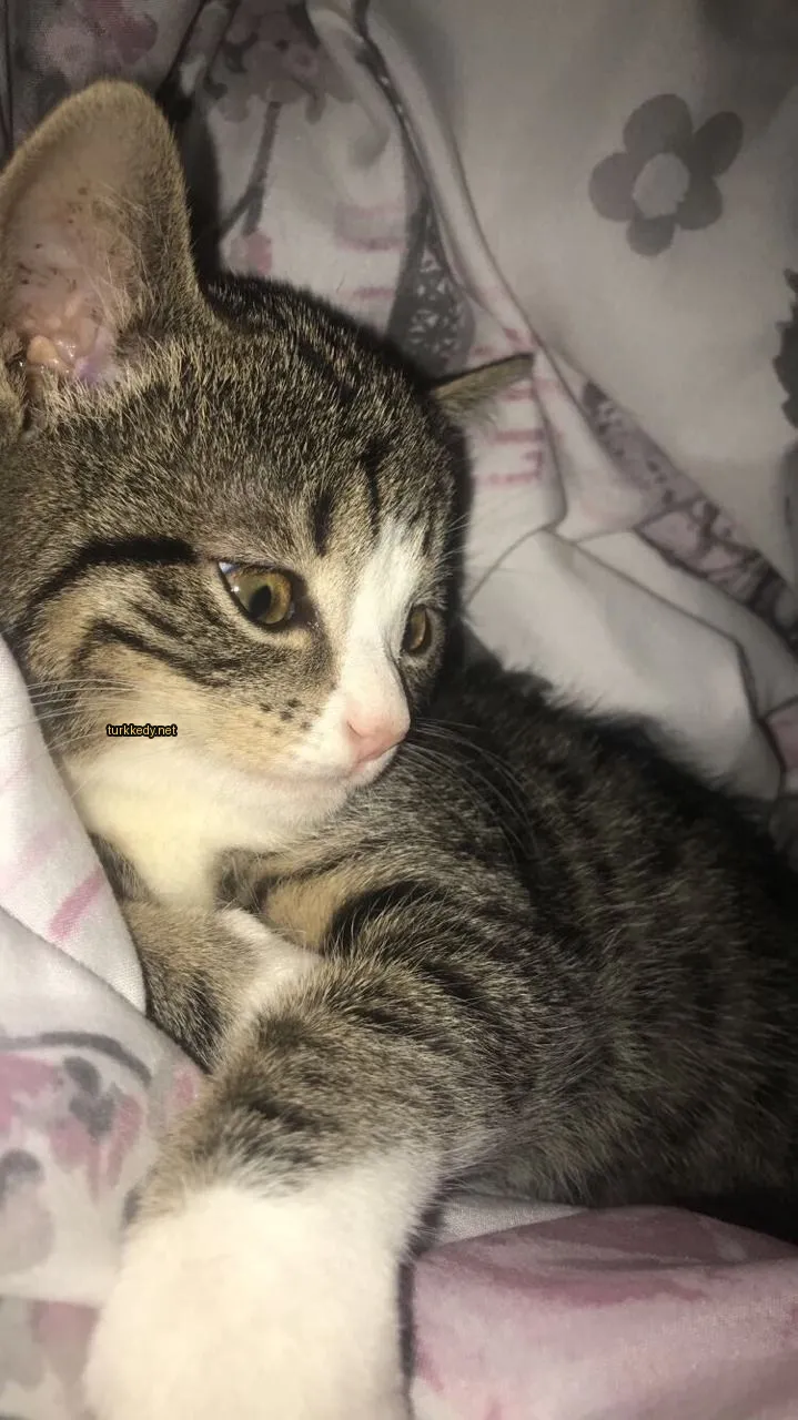 Beyaz yüzü ve kahverengi kulağı ve kuyruğu olan bir kedi yatağının üzerinde yatıyor.