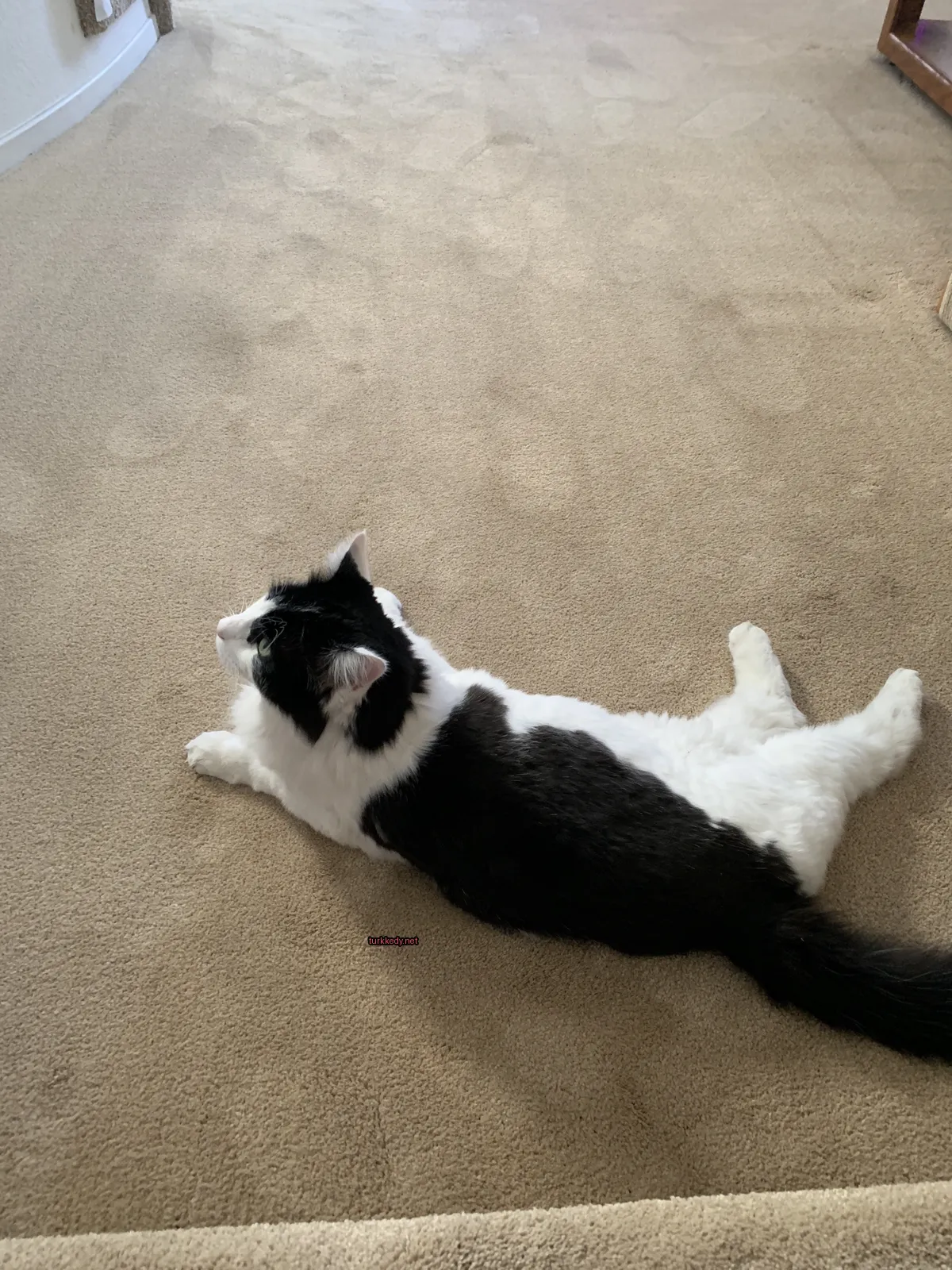 Siyah beyaz bir kedi zemine uzanmıştır.