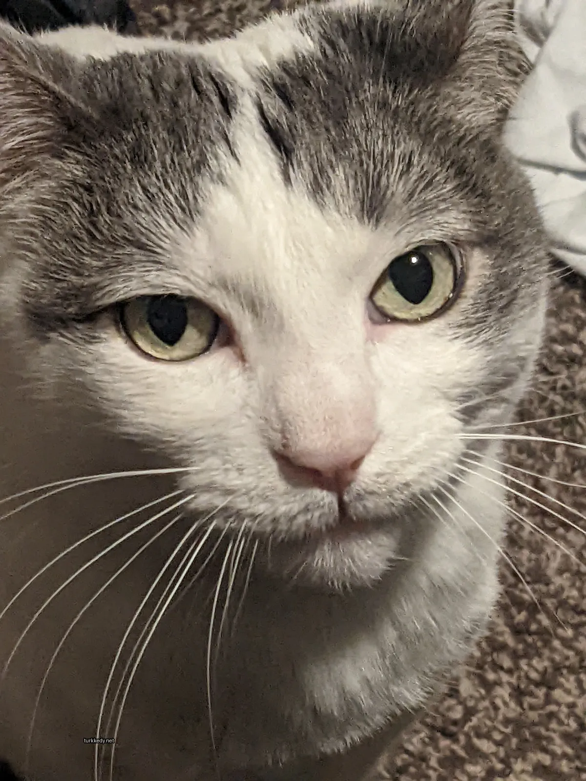 Beyaz ve gri bir kedi, bir halı üzerinde oturuyor.
