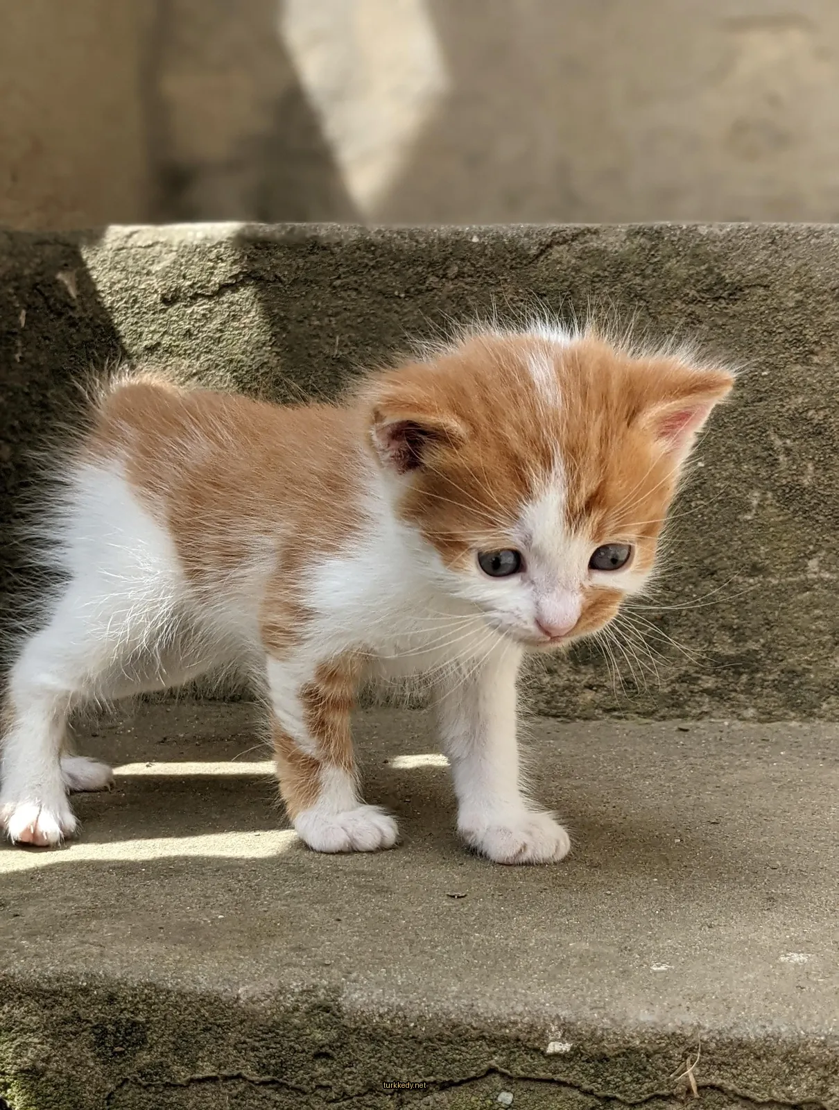 Beyaz ve turuncu bir kedi, beton zeminde duruyor.