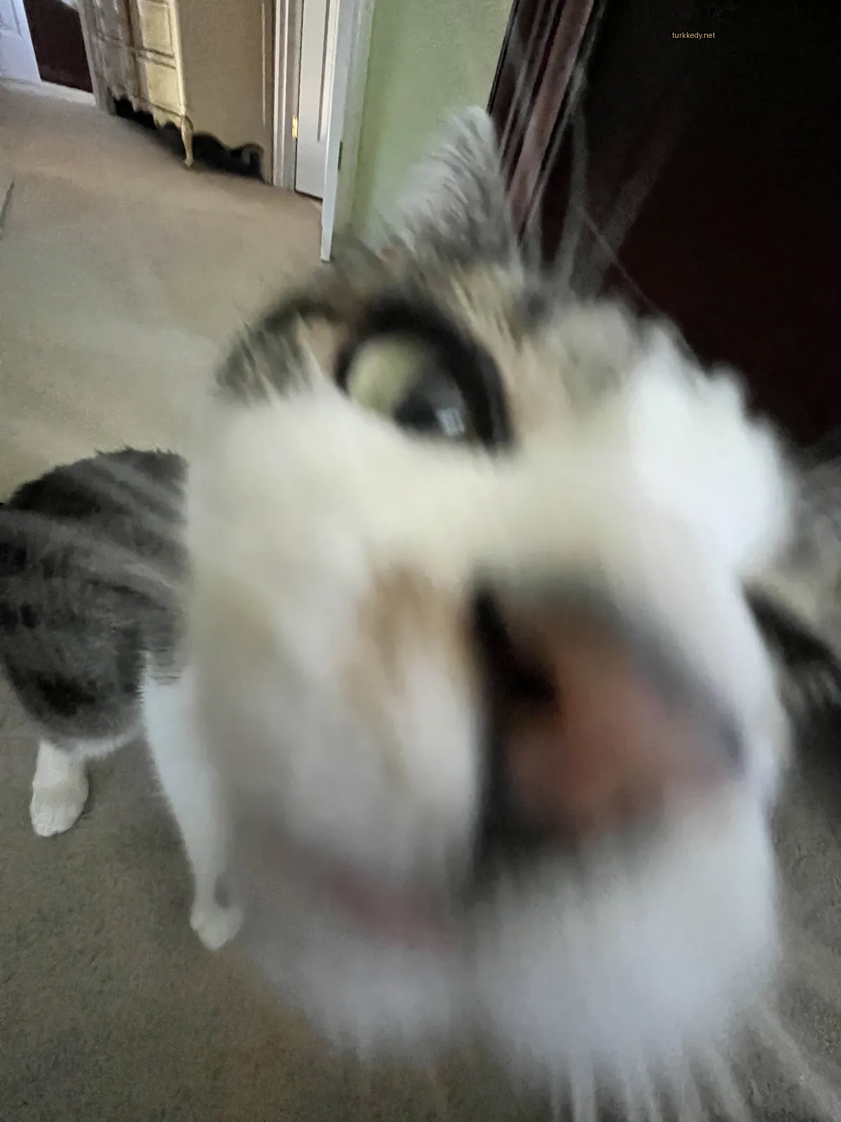 Beyaz ve gri yüzü olan bir kedi kameralara bakıyor.