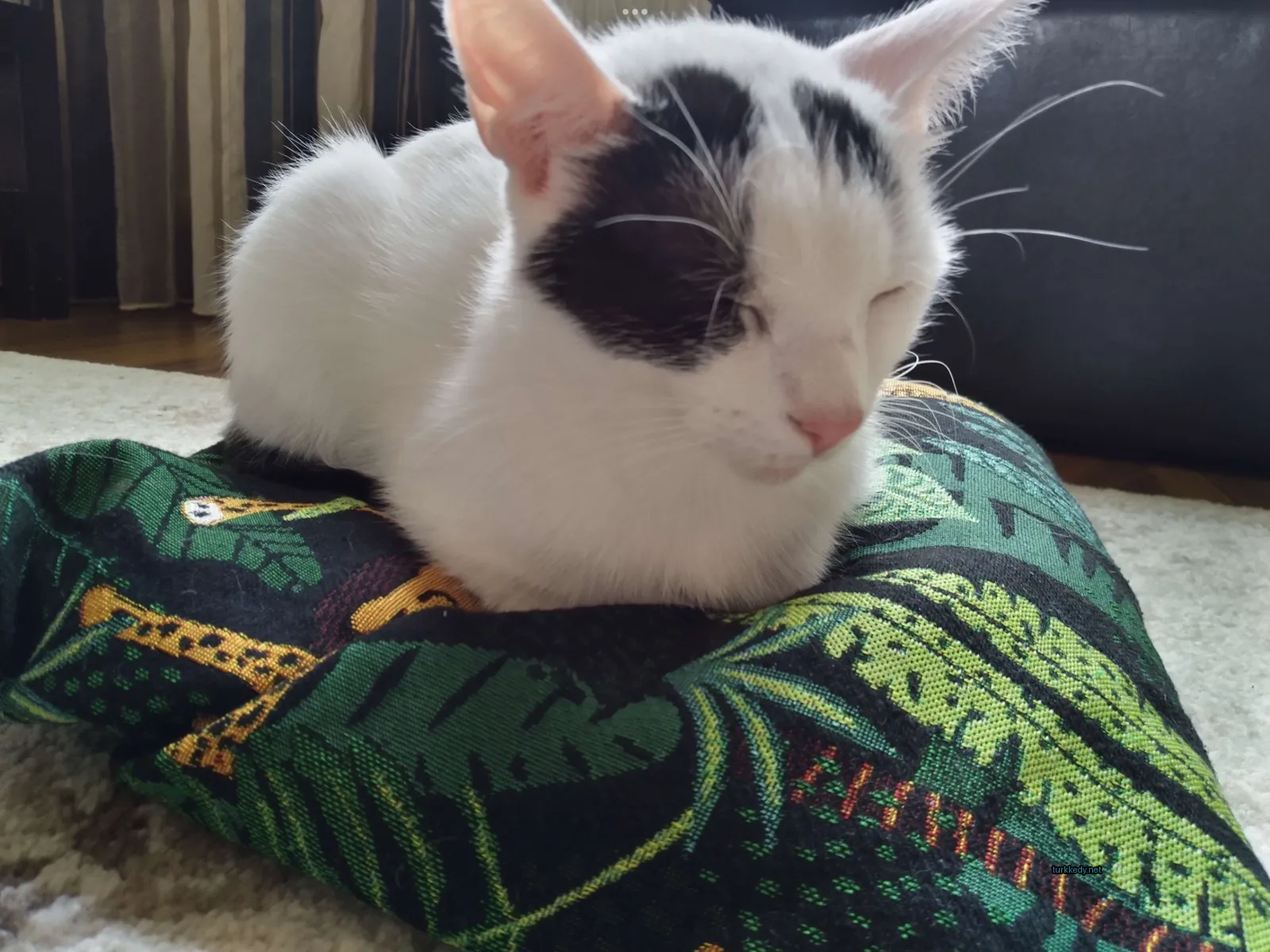 Beyaz bir kedi yastık üzerinde yatıyor.