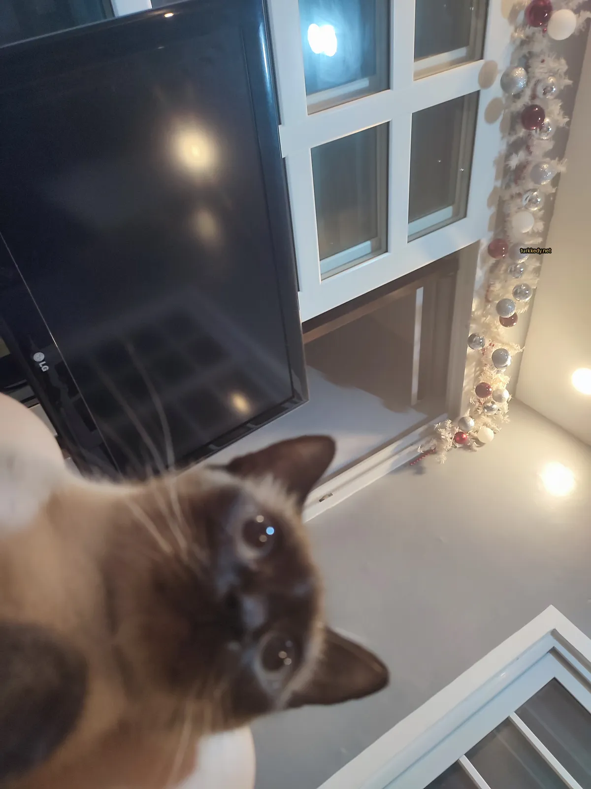 Beyaz göğsü ve kahverengi kulağı ve kuyruğu olan bir Siyam kedi, bir düz ekran televizyonun önünde oturuyor.