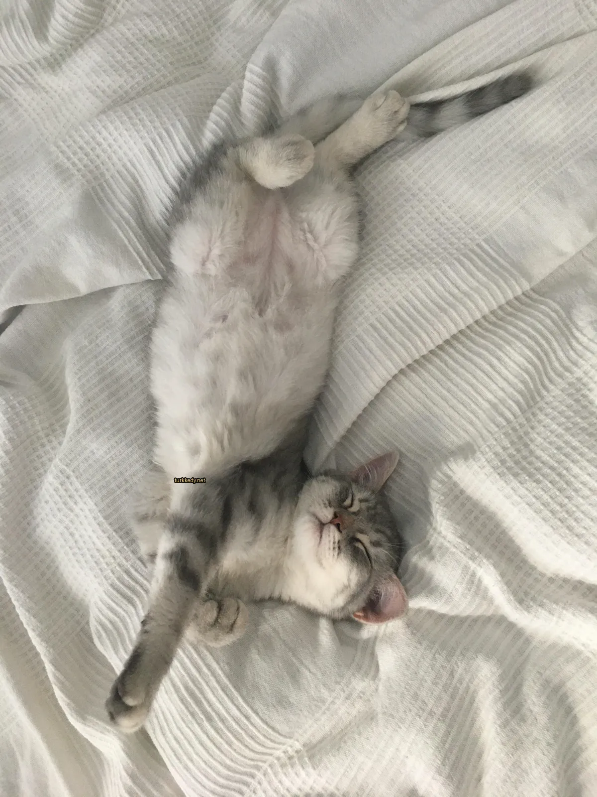 Gri ve beyaz bir kedi yatağın üzerinde ayakları havada yatıyor.