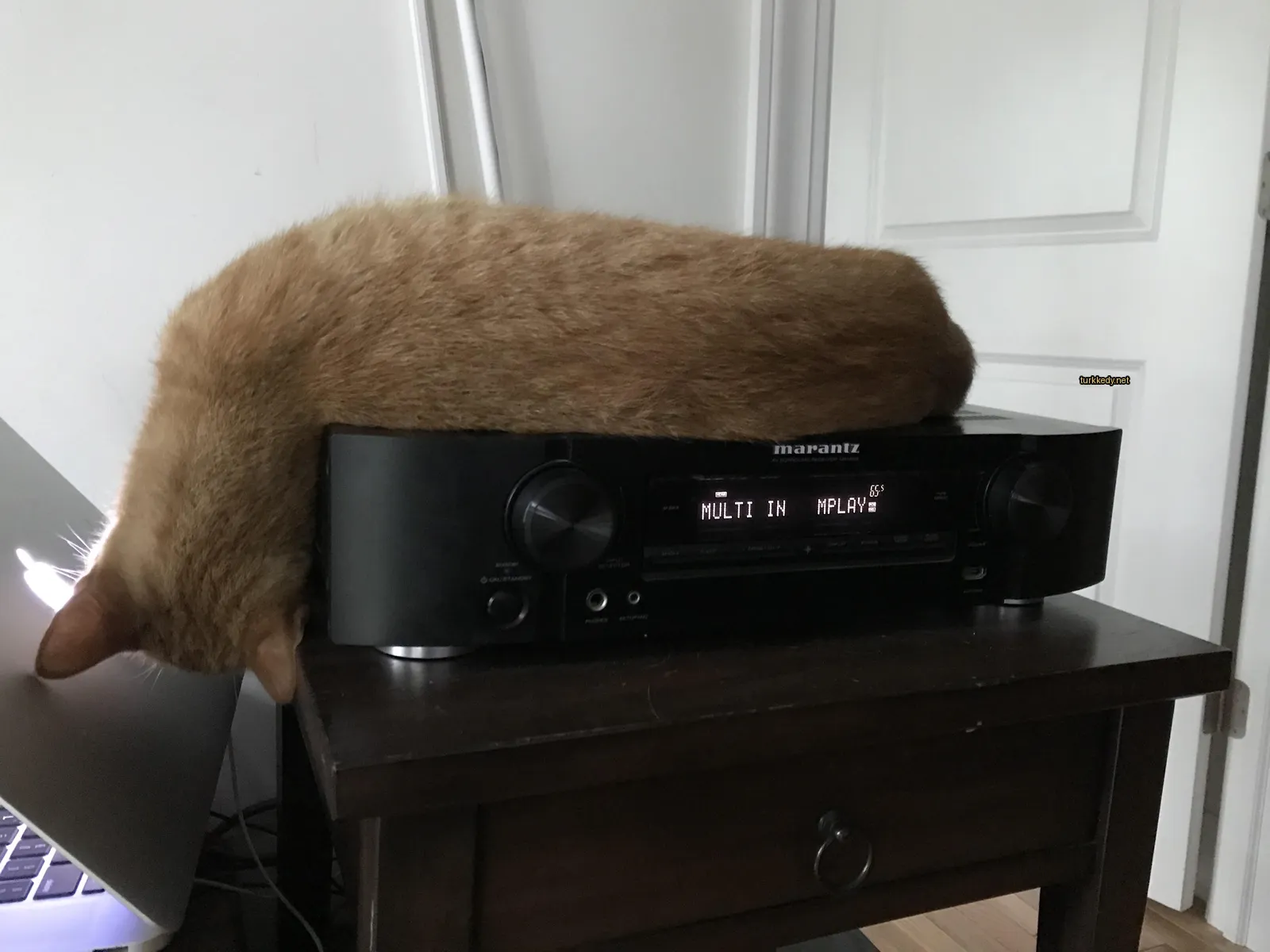 Koyu kahverengi ve beyaz bir kedi bir stereo üzerinde yatıyor.
