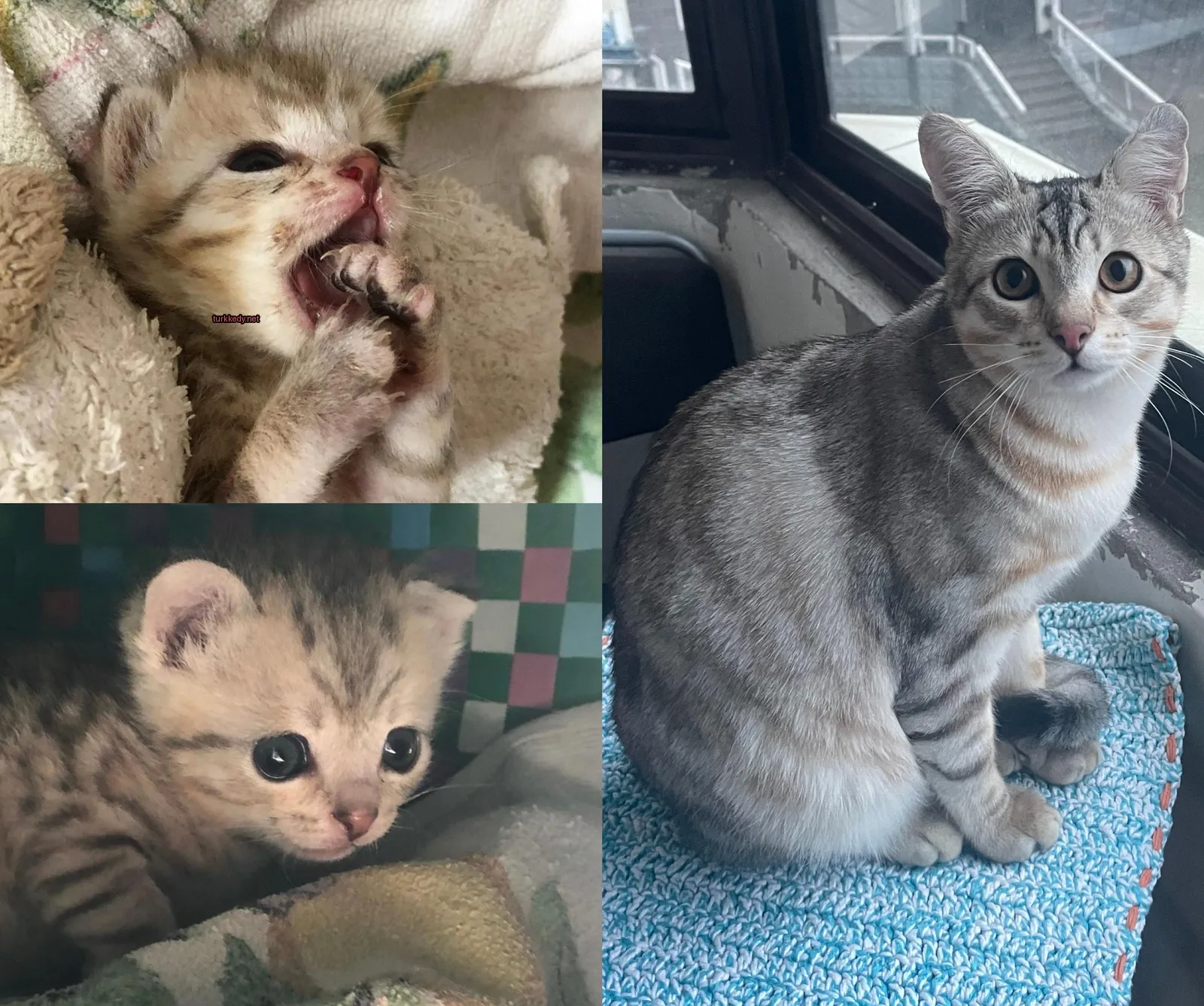 Beyaz ve kahverengi desenli bir kedi mavi bir yastıkta oturuyor.