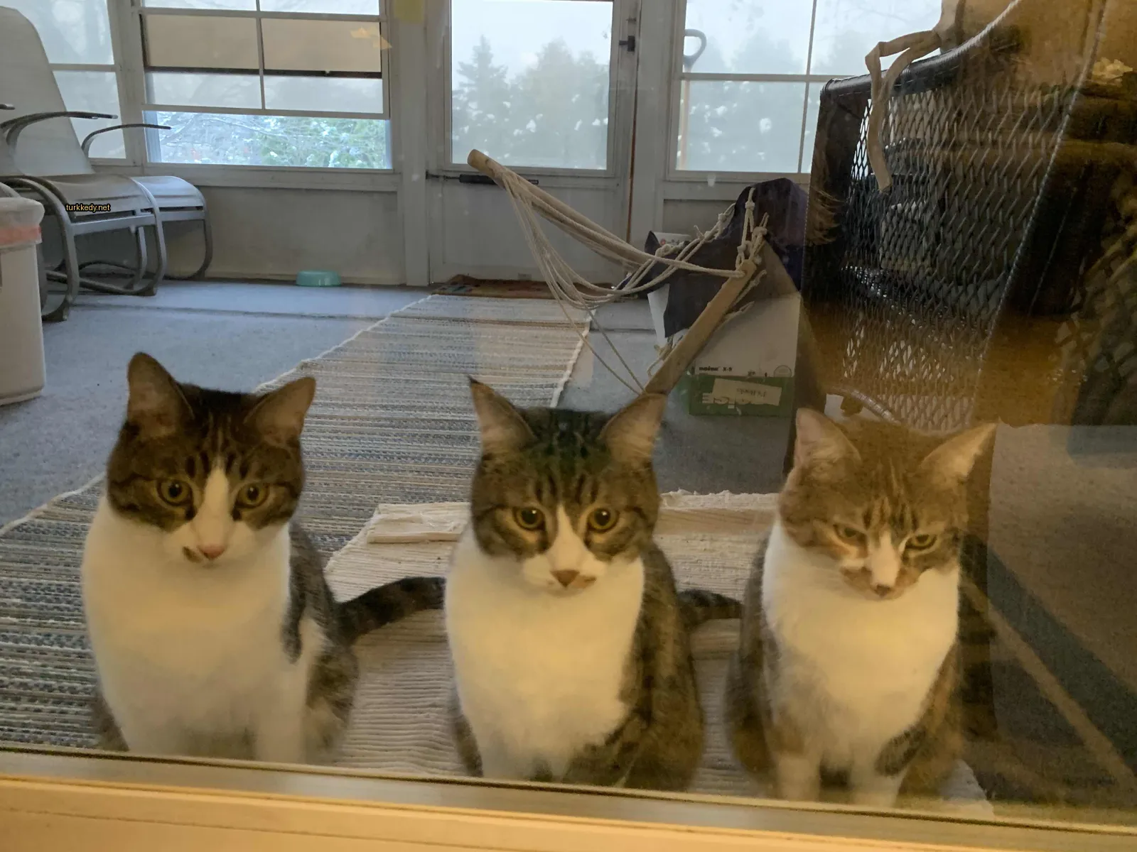 Beyaz ve kahverengi şeritli bir kedi kameraya bakıyor.