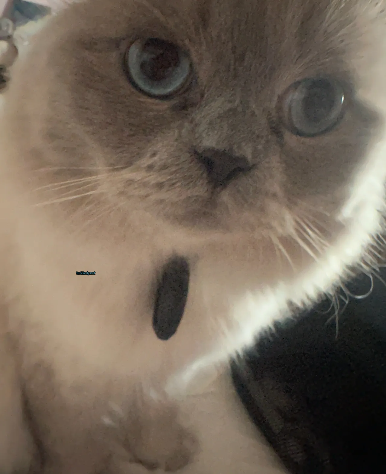 Beyaz bir kedi mavi gözleri ve siyah bir kolyesi var.