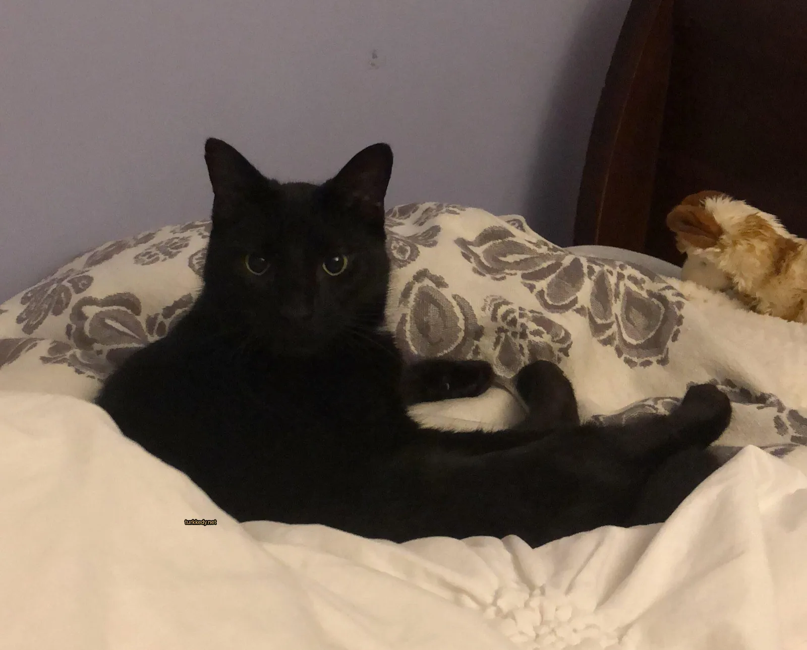 Siyah bir kedi beyaz yüzü ve ayakları ile yatakta yatıyor.